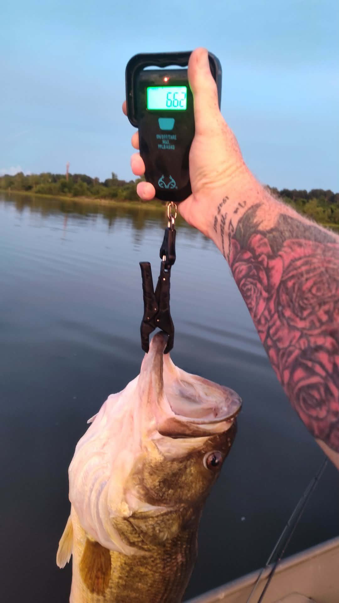 Largemouth Bass catch photo 2