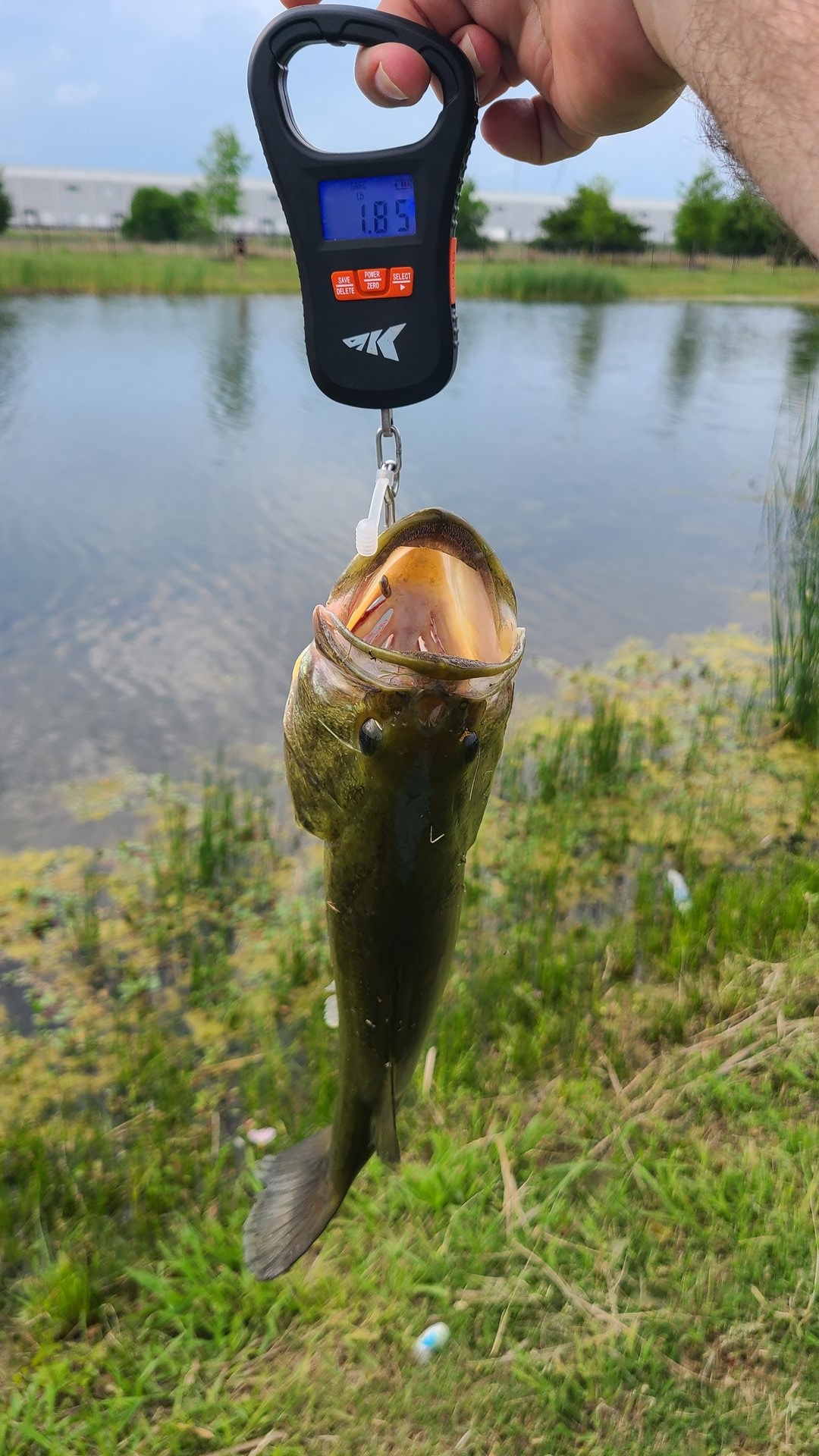 Largemouth Bass catch photo 2