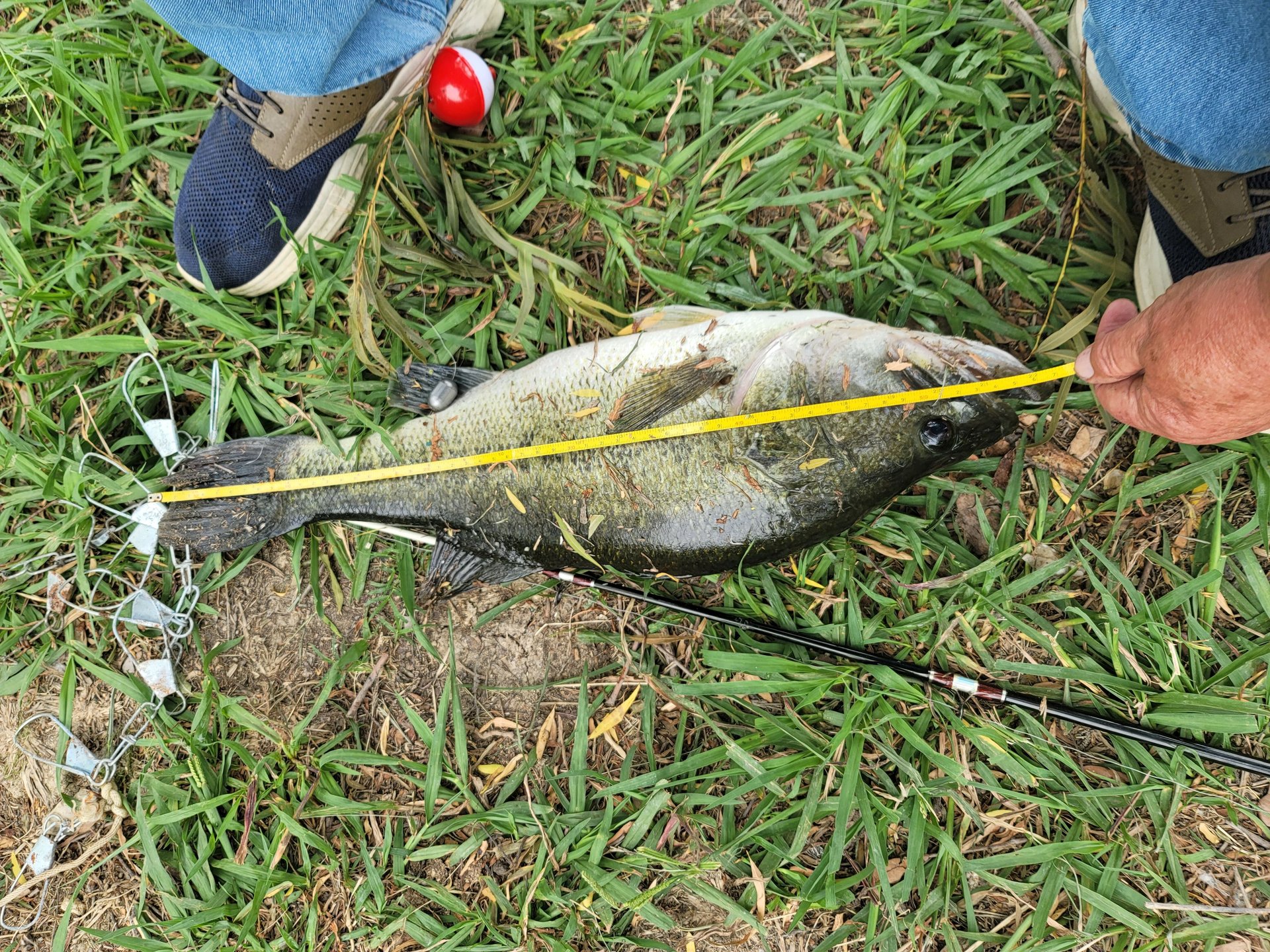 Largemouth Bass catch photo 2