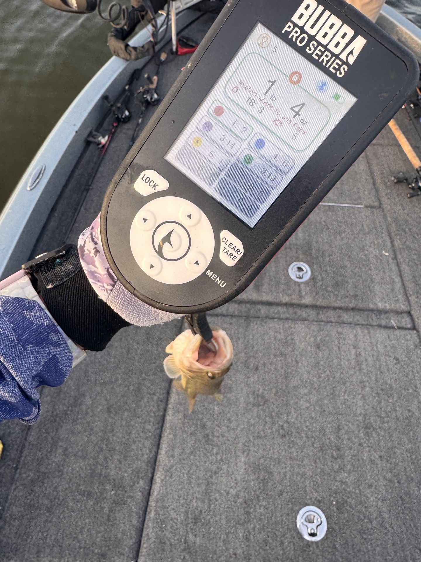 Tammy Kimmel · Fish on Scale