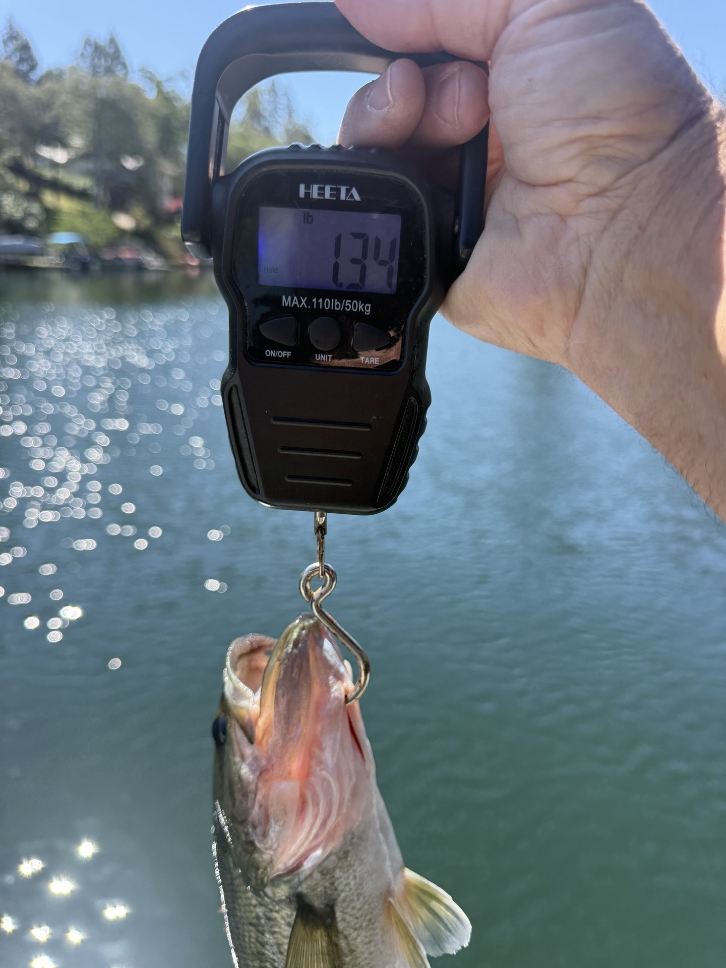 Largemouth Bass catch photo 2