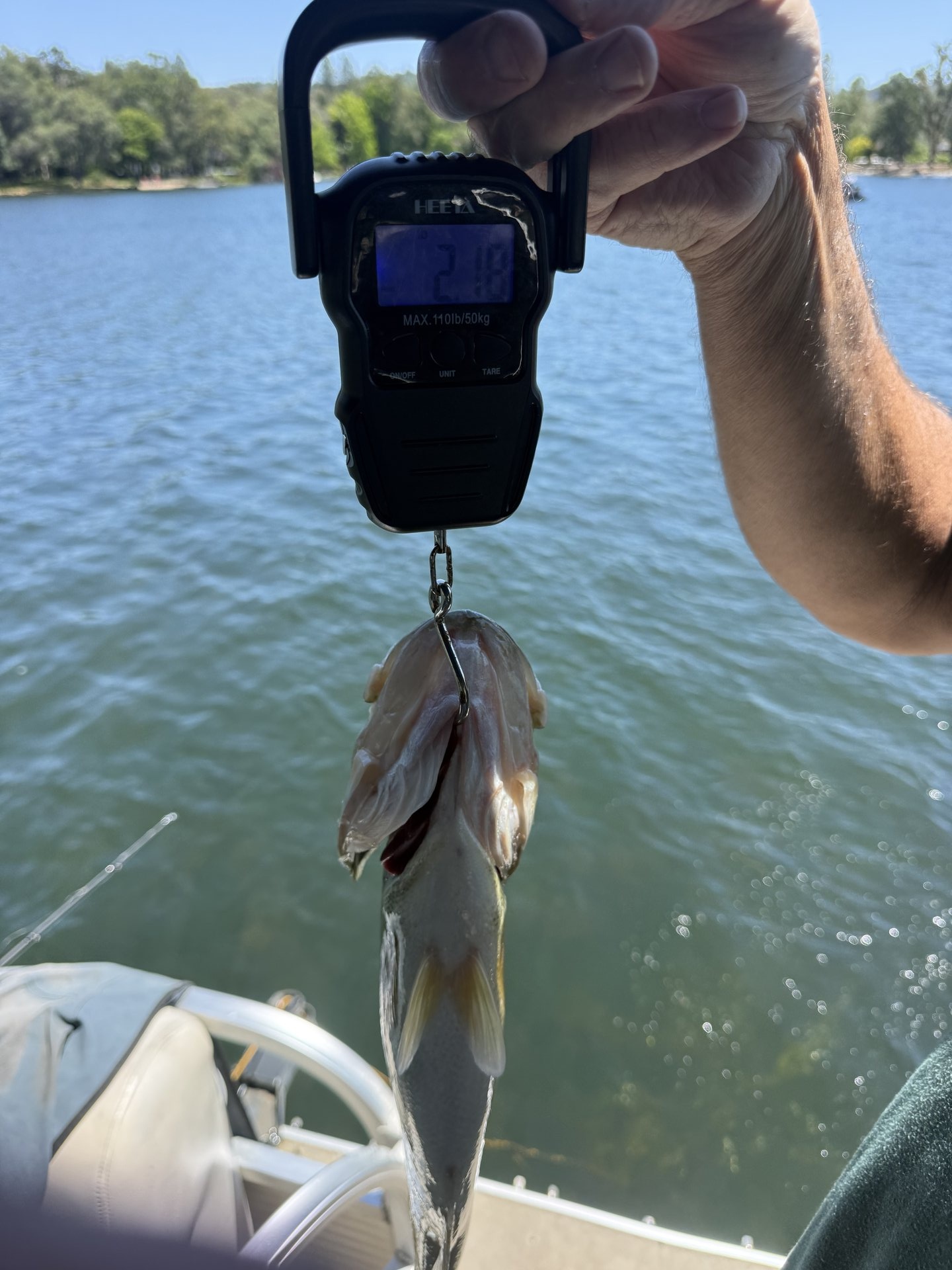 Largemouth Bass catch photo 2