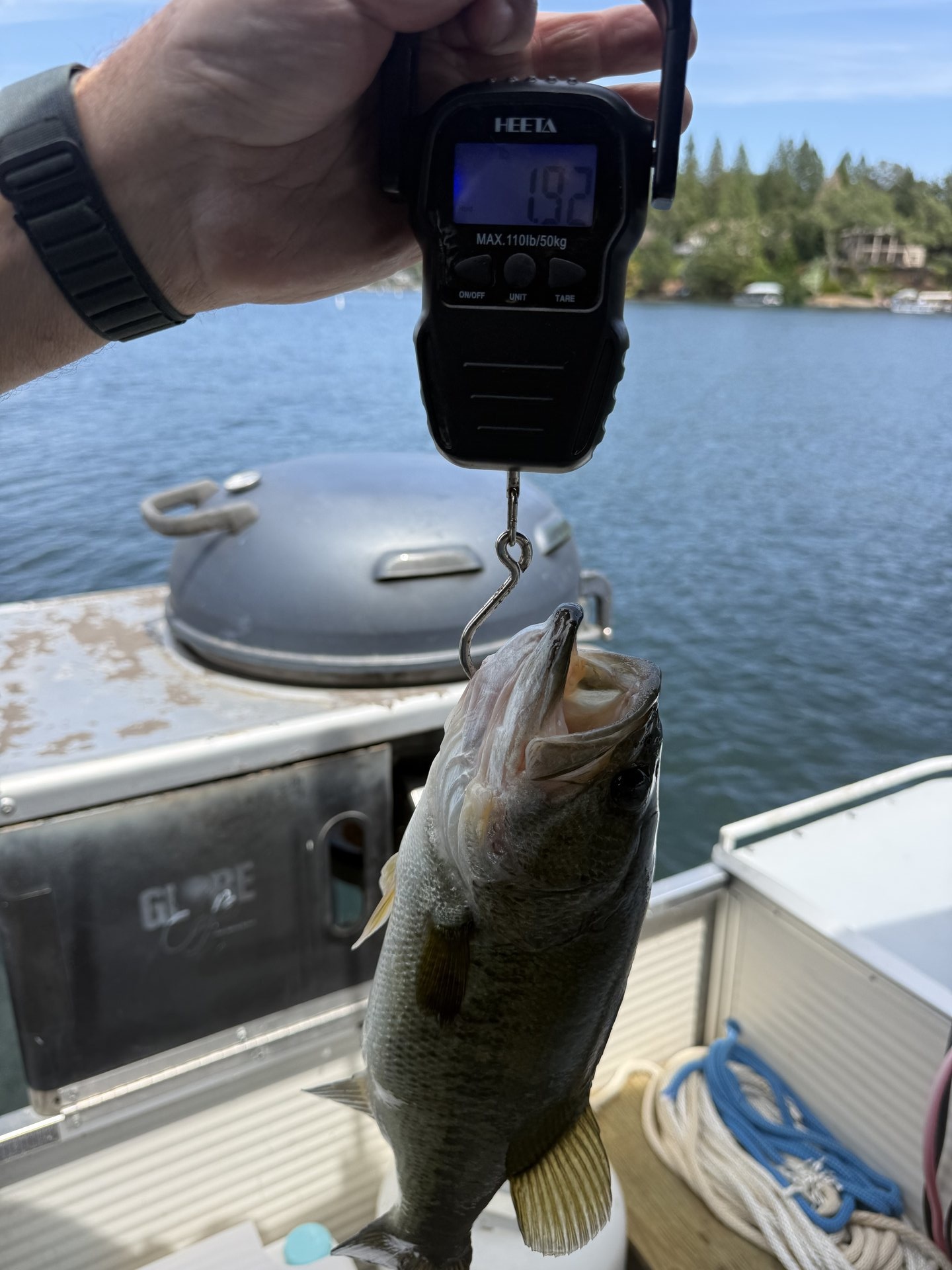 Largemouth Bass catch photo 2