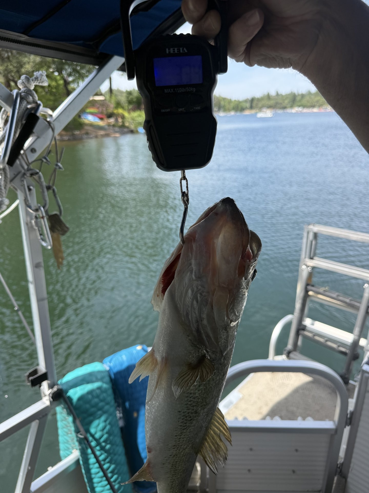 Largemouth Bass catch photo 2