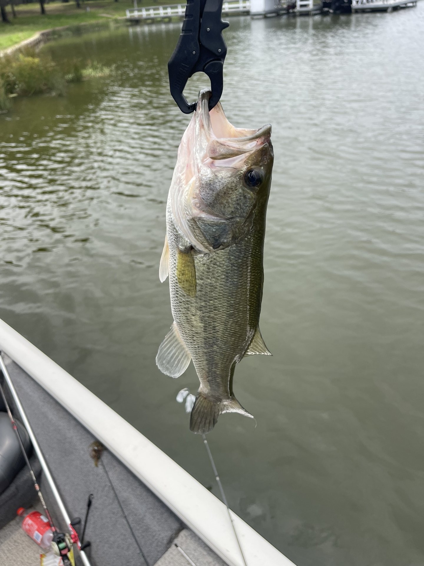 Largemouth Bass catch photo 1
