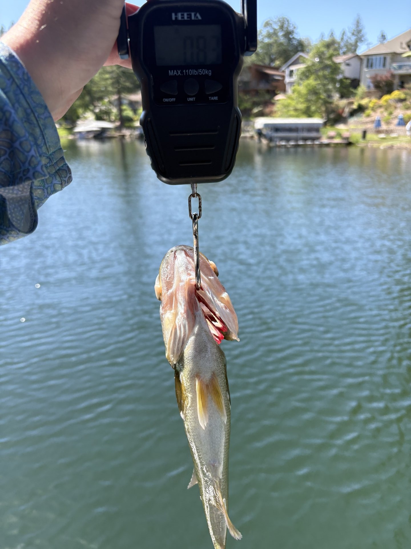 Largemouth Bass catch photo 2