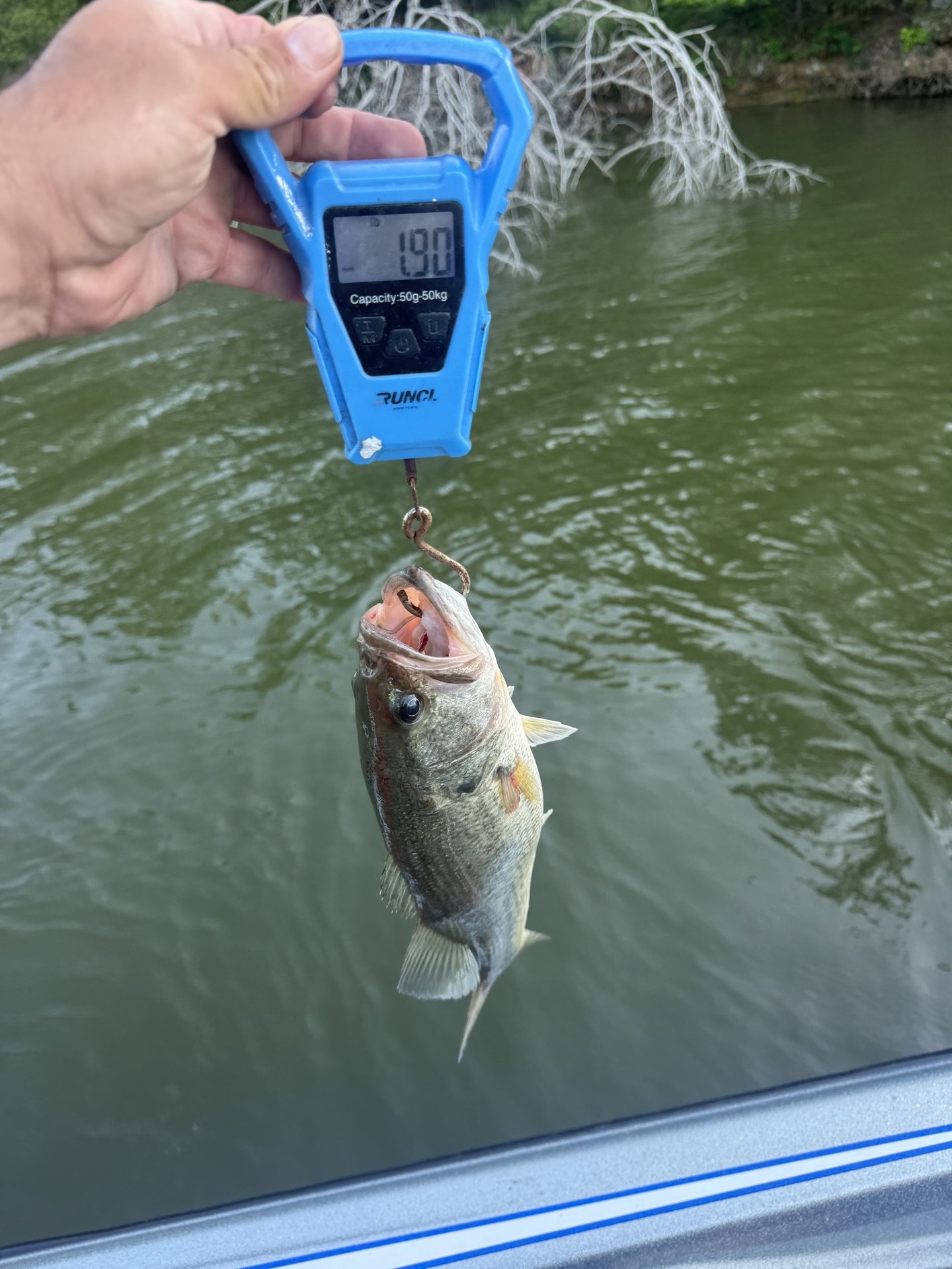 Largemouth Bass catch photo 2