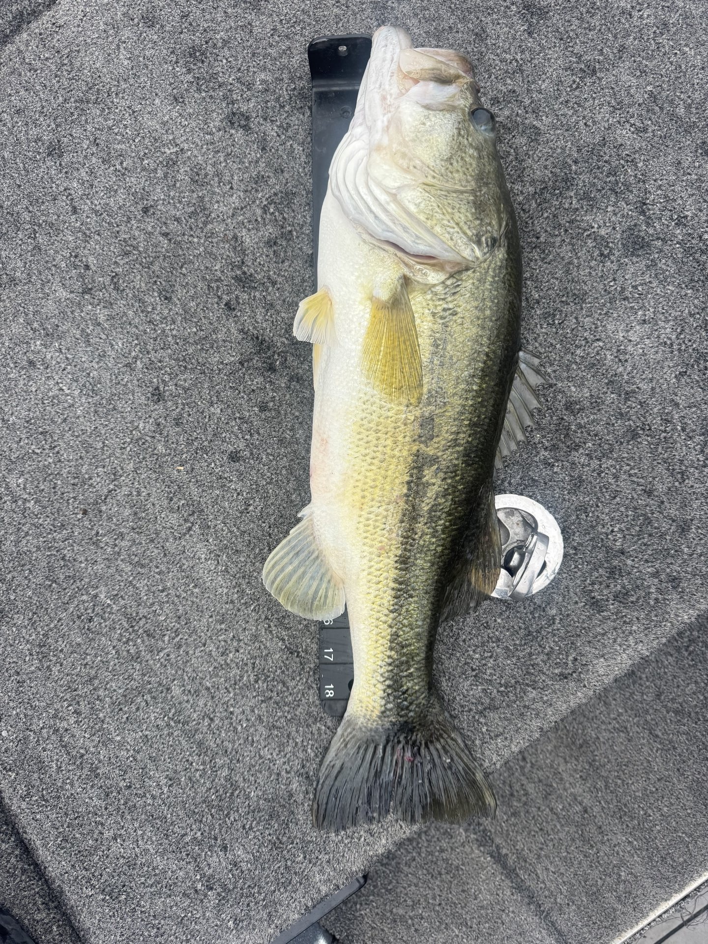 Largemouth Bass catch photo 3