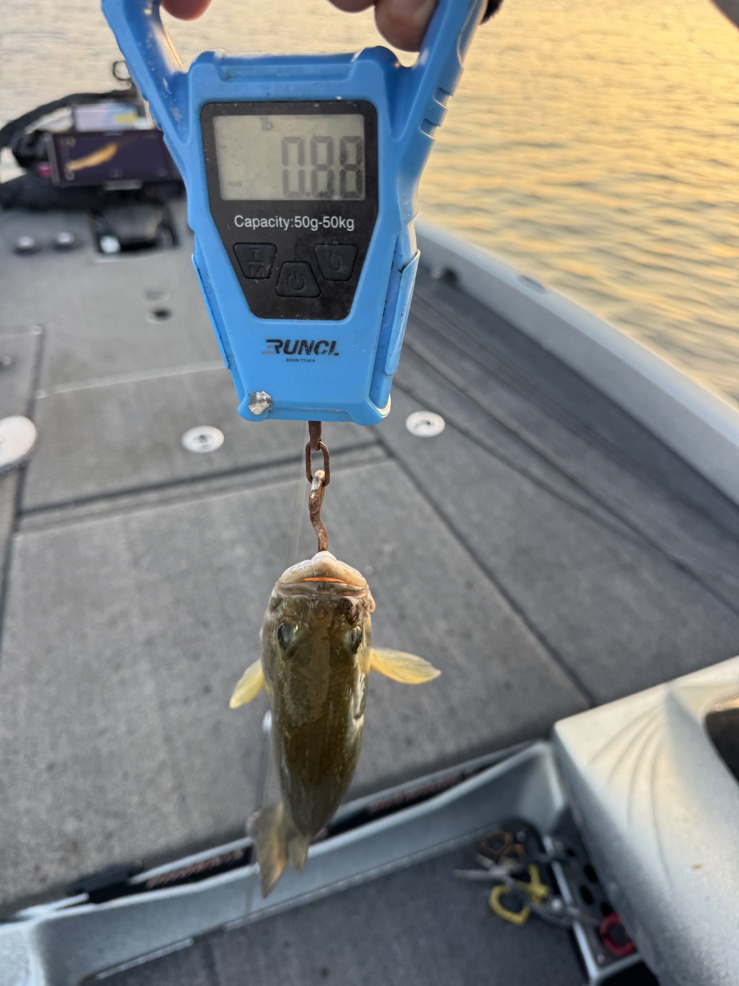 Rick Cruz · Fish on Scale