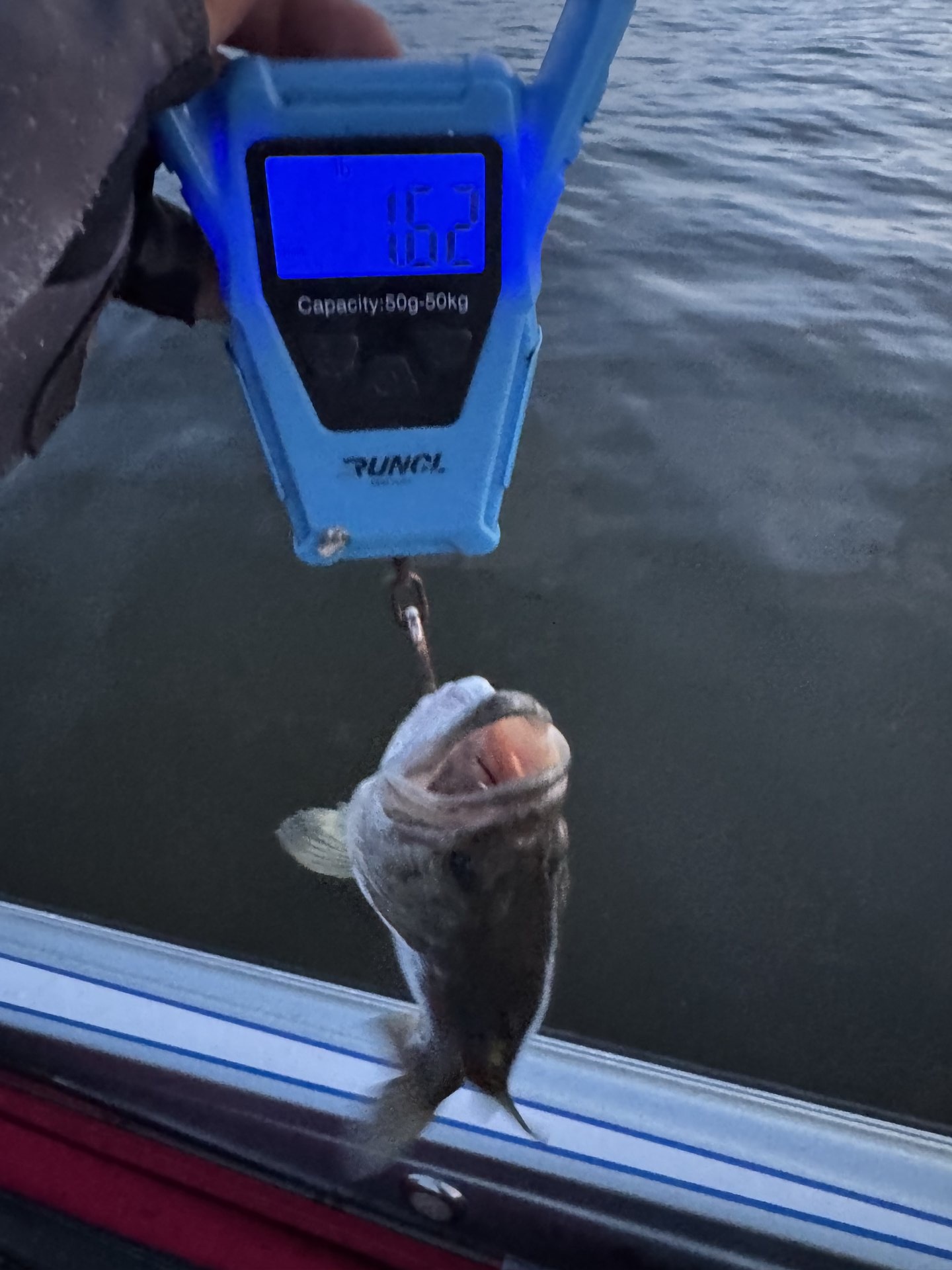 Rick Cruz · Fish on Scale