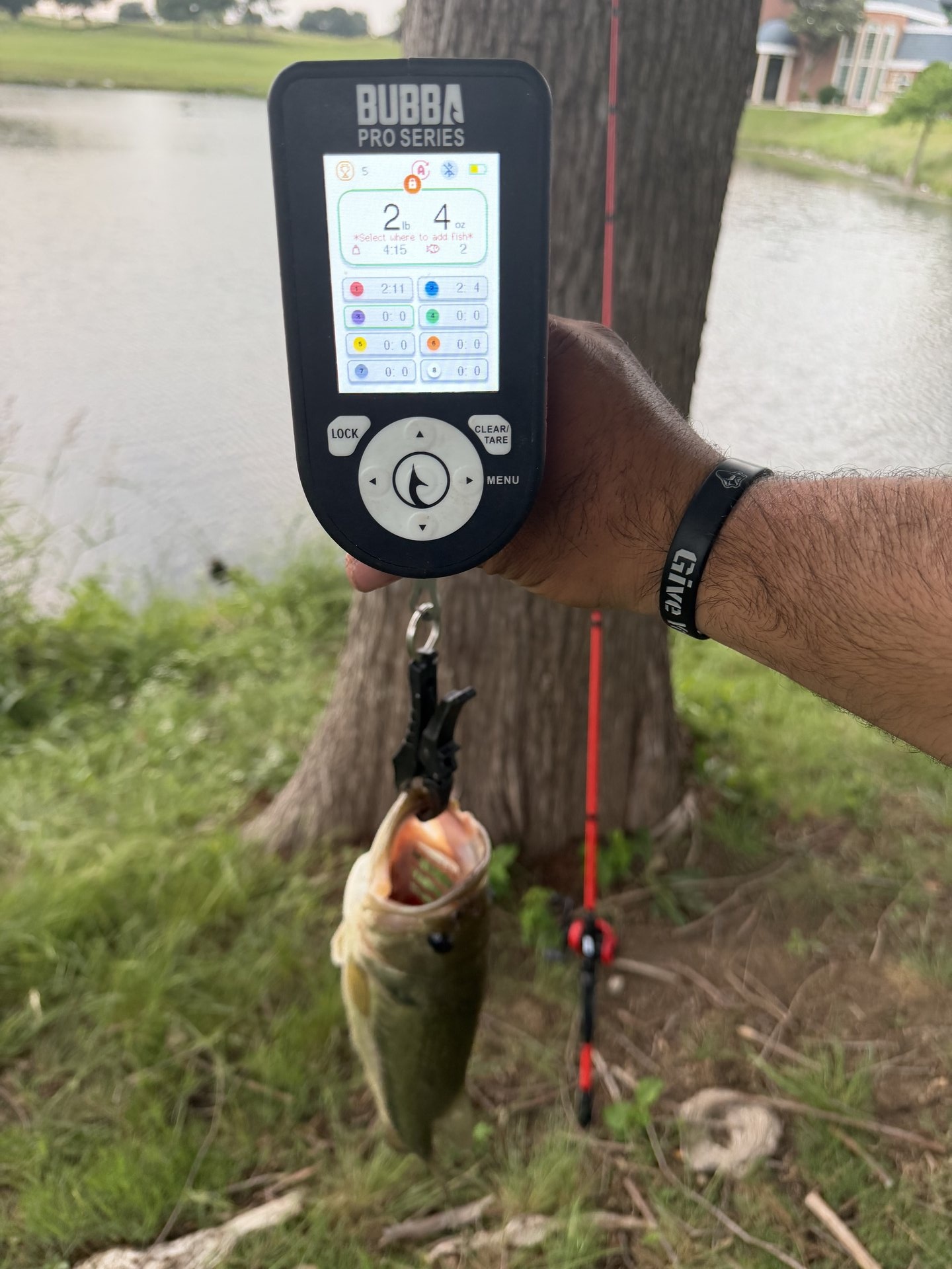 Largemouth Bass catch photo 2
