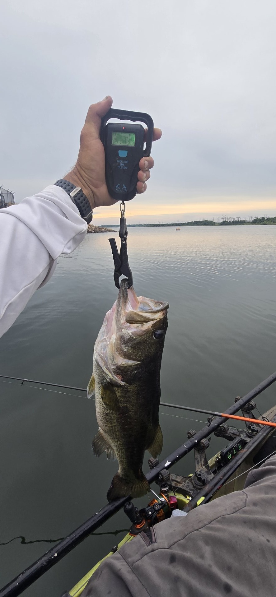 Largemouth Bass