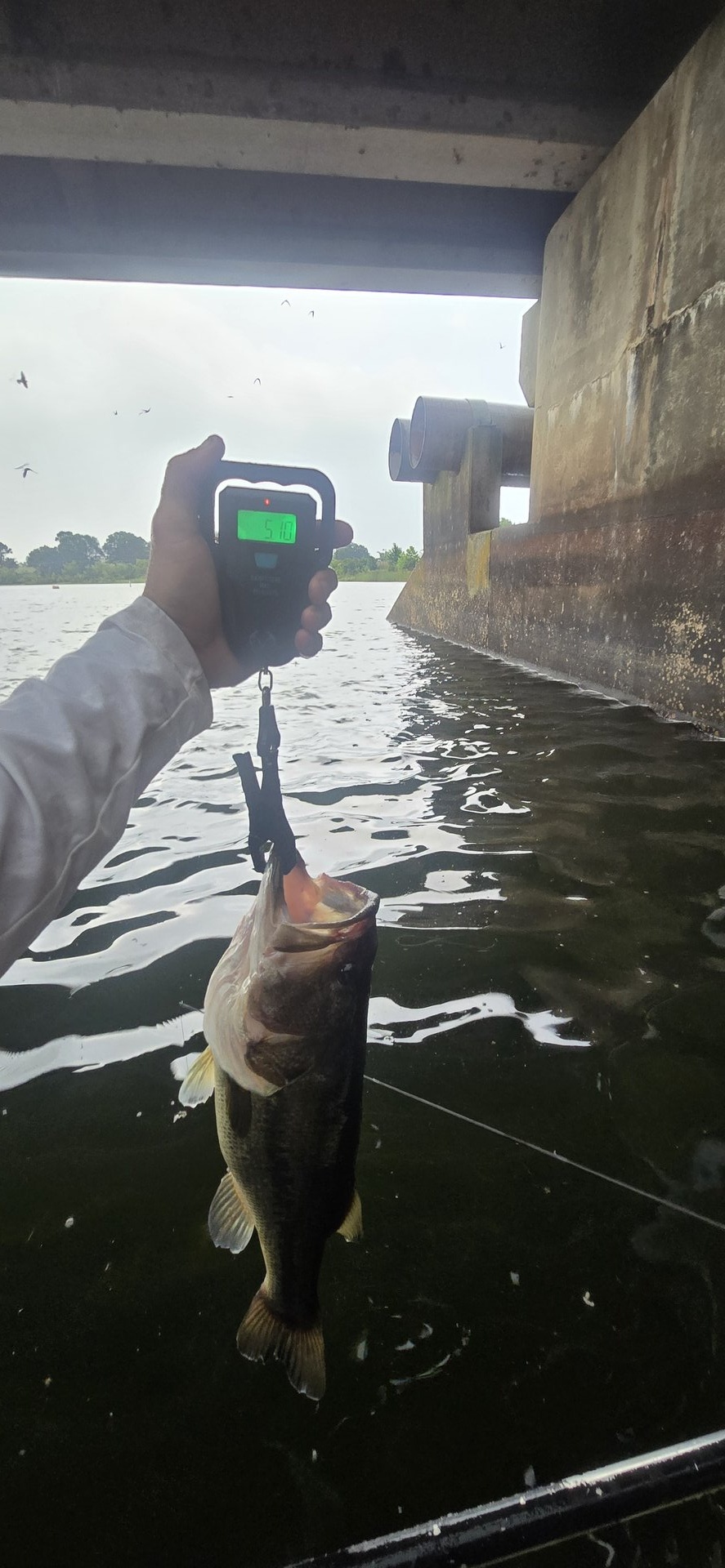 Largemouth Bass