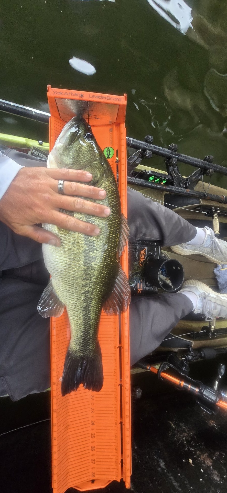 Largemouth Bass