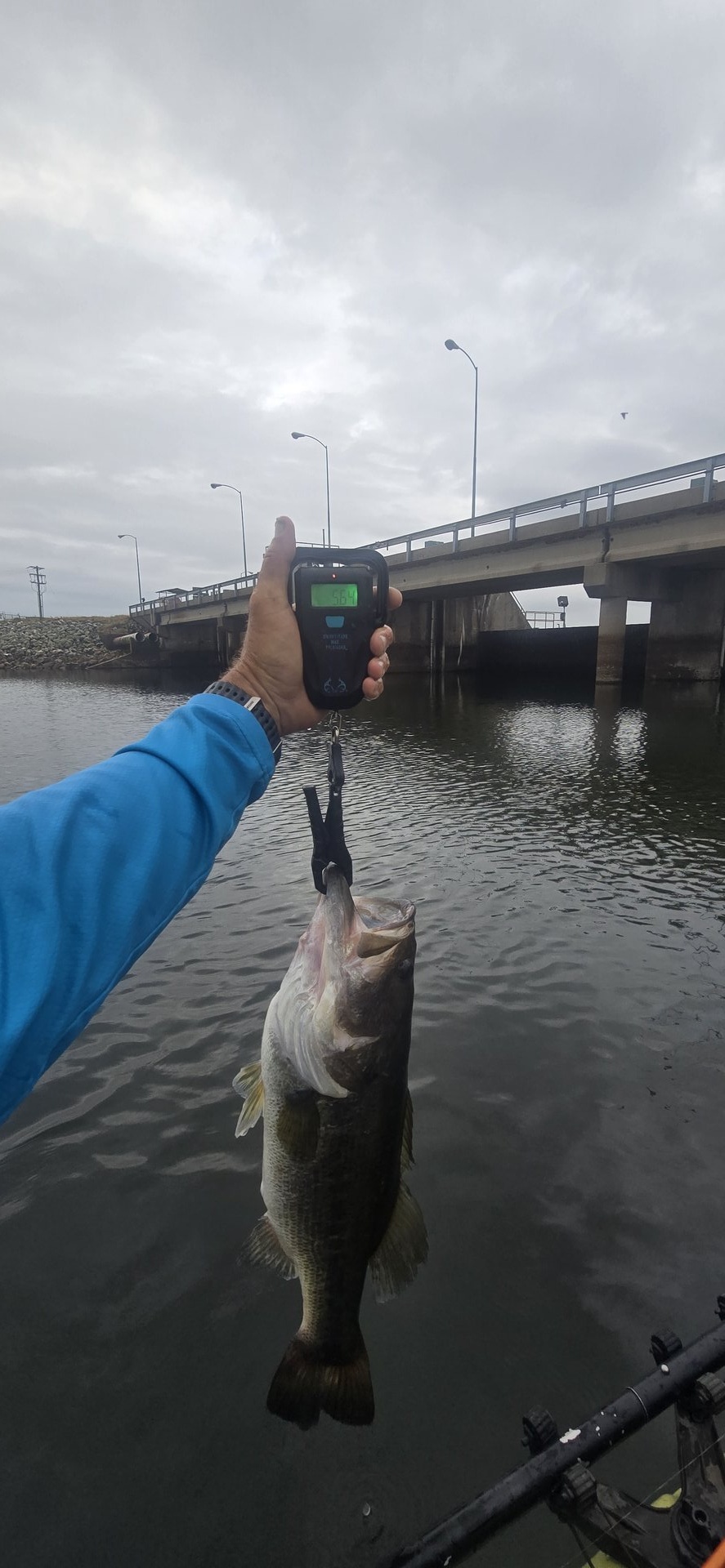 Largemouth Bass
