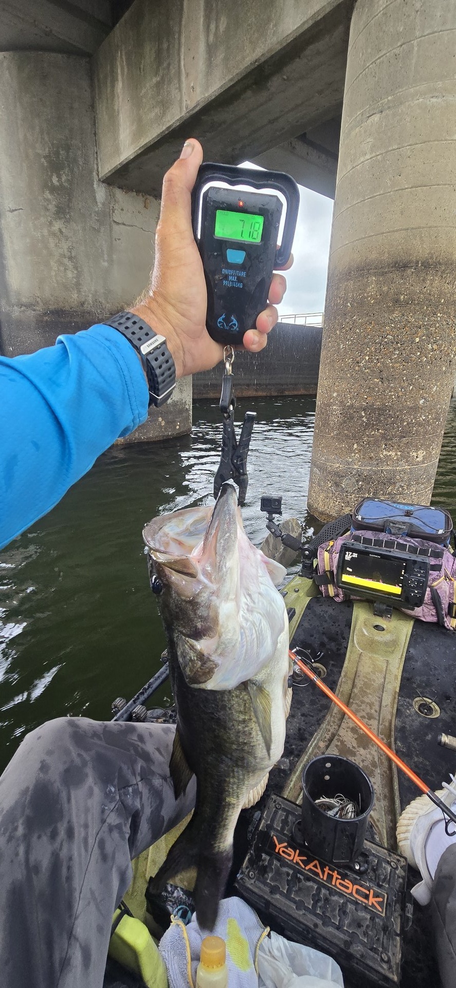 Largemouth Bass