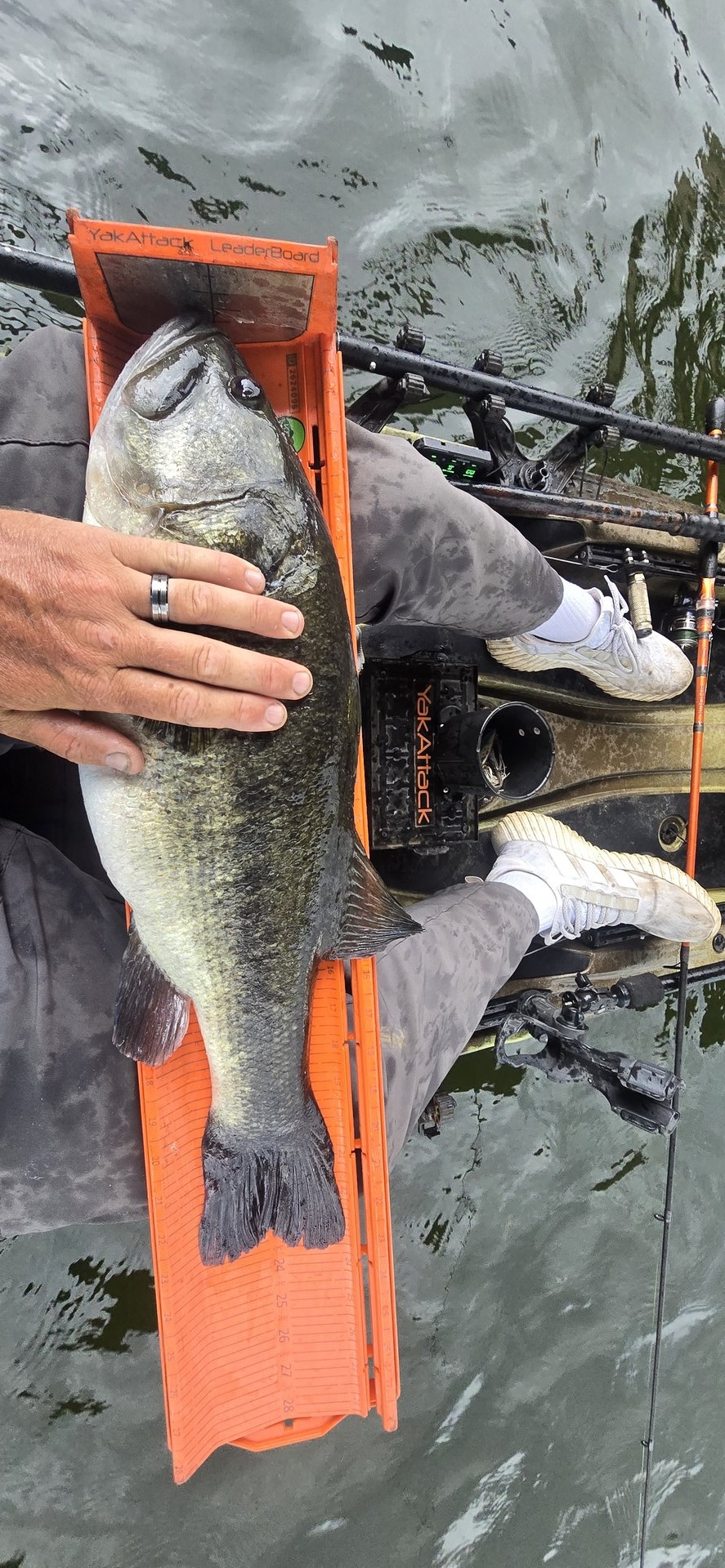 Largemouth Bass