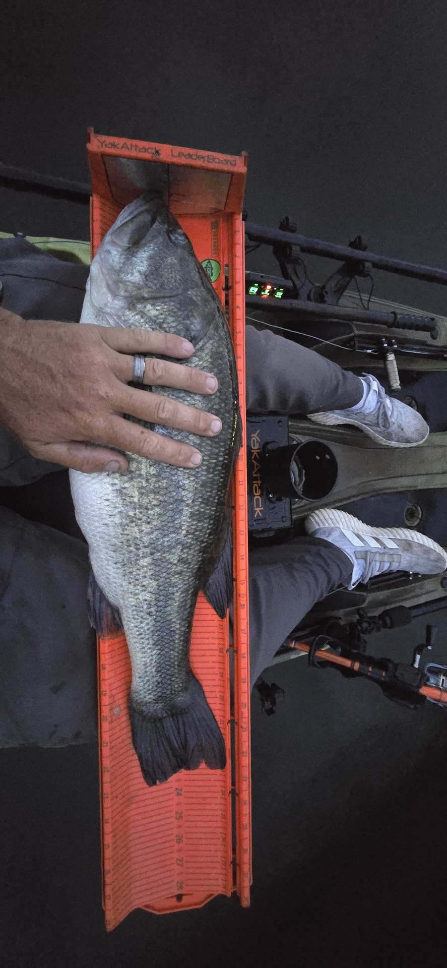 Largemouth Bass