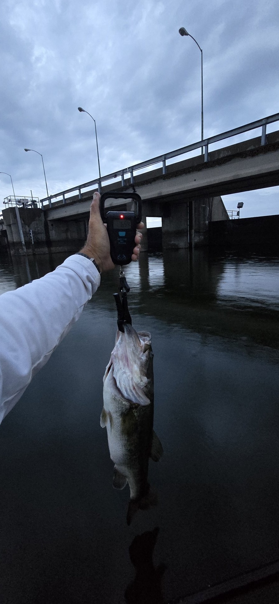 Largemouth Bass