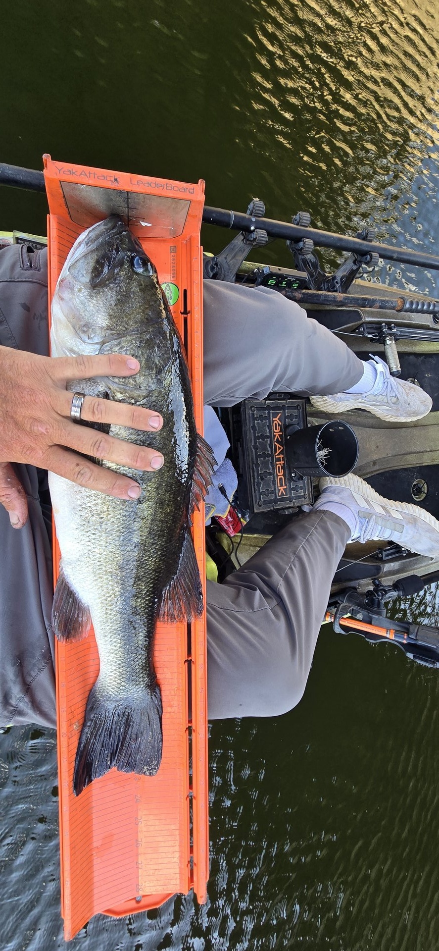 Largemouth Bass