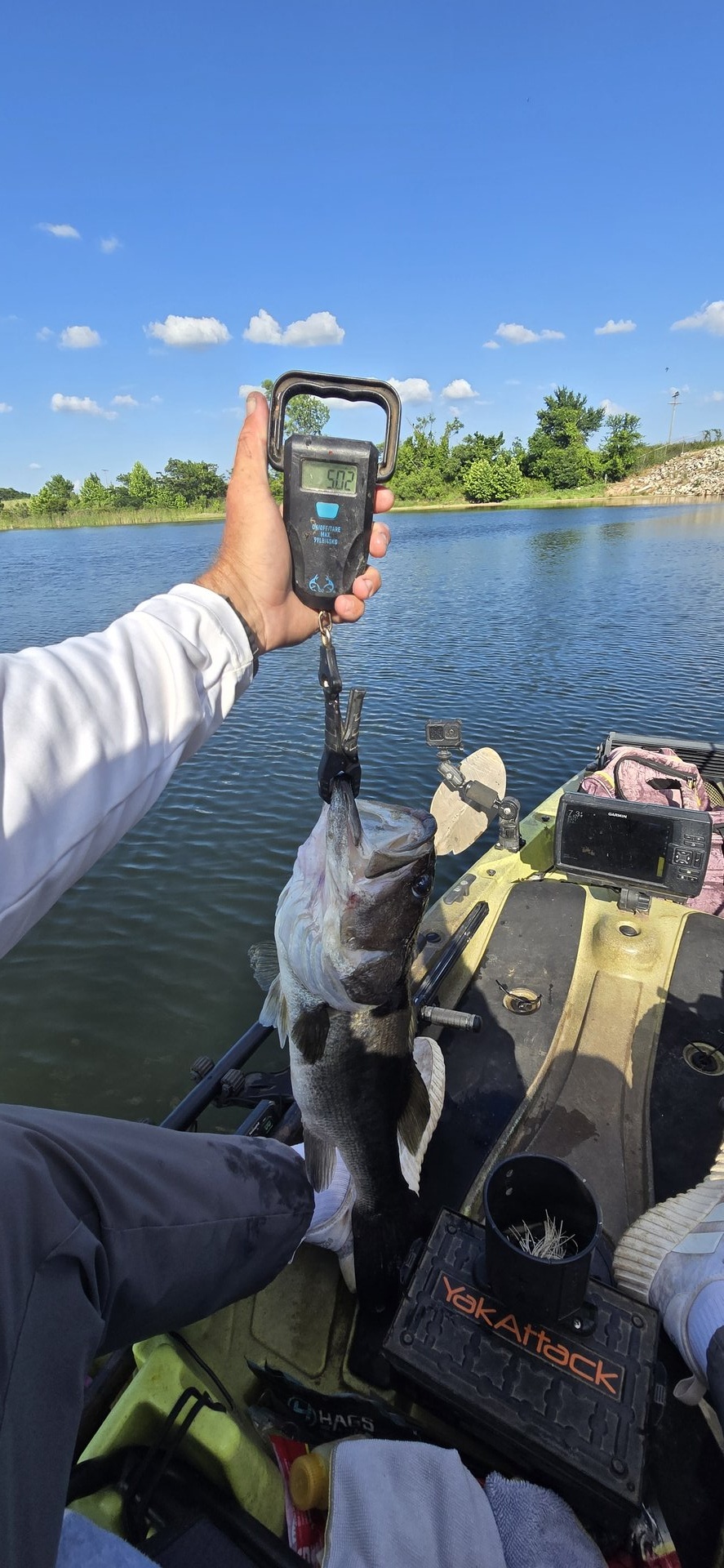 Largemouth Bass