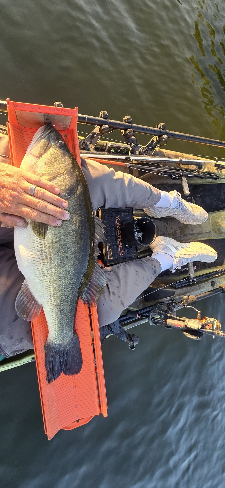 Largemouth Bass