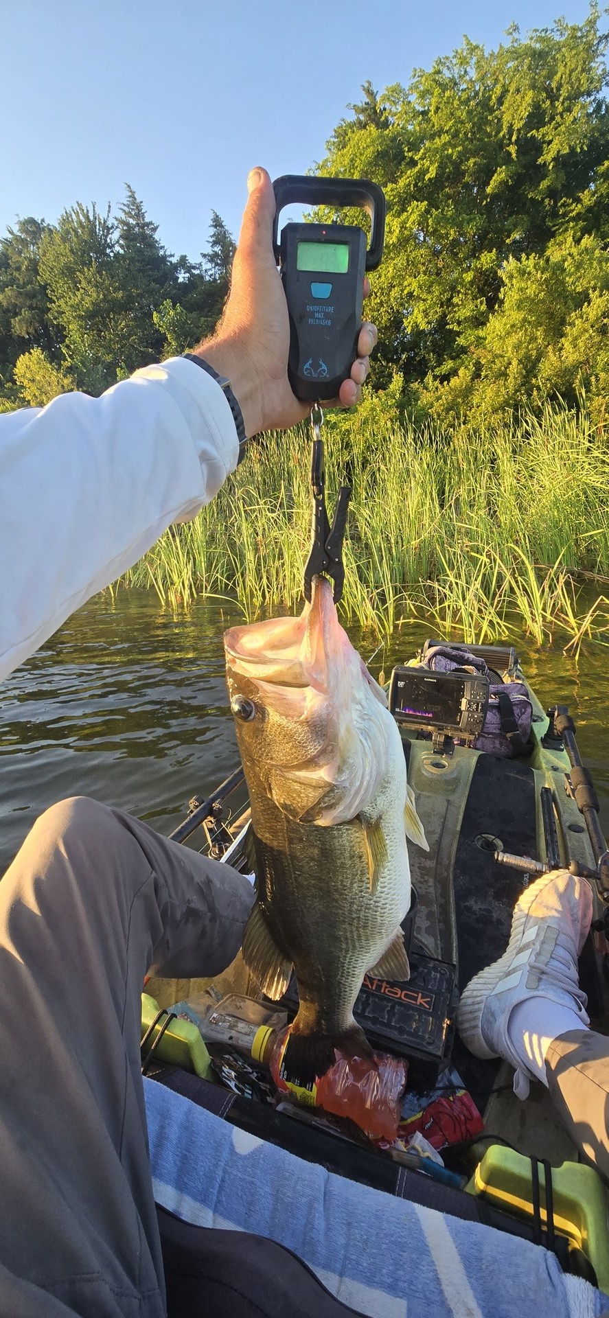 Largemouth Bass