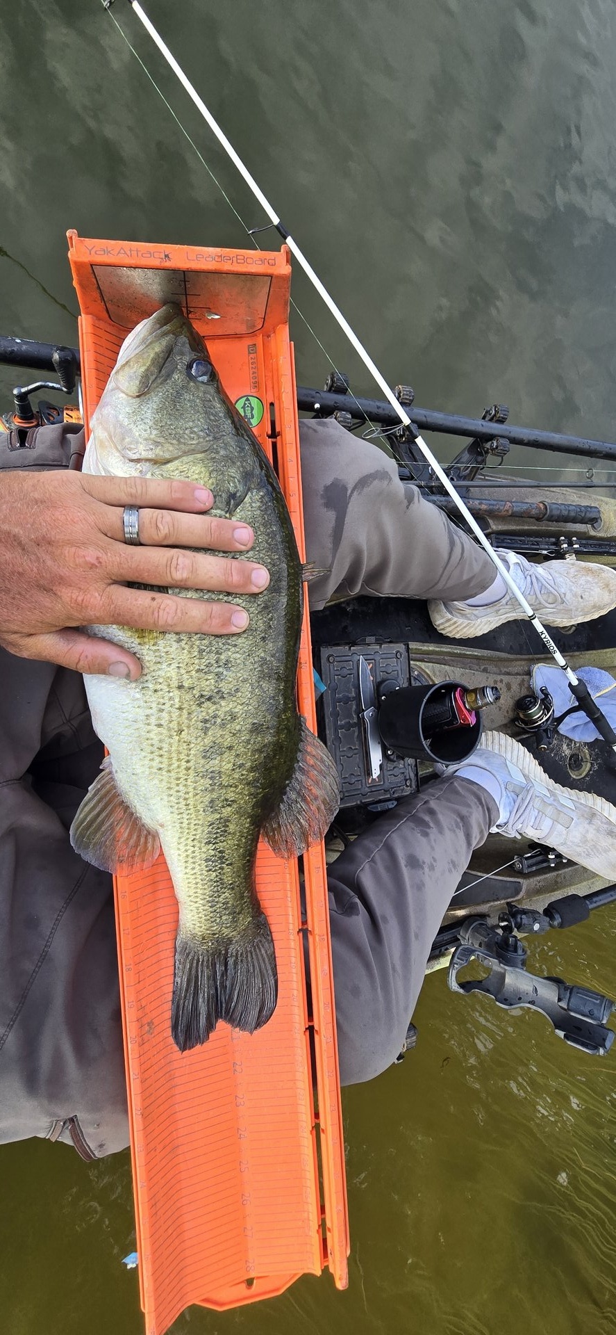 Largemouth Bass