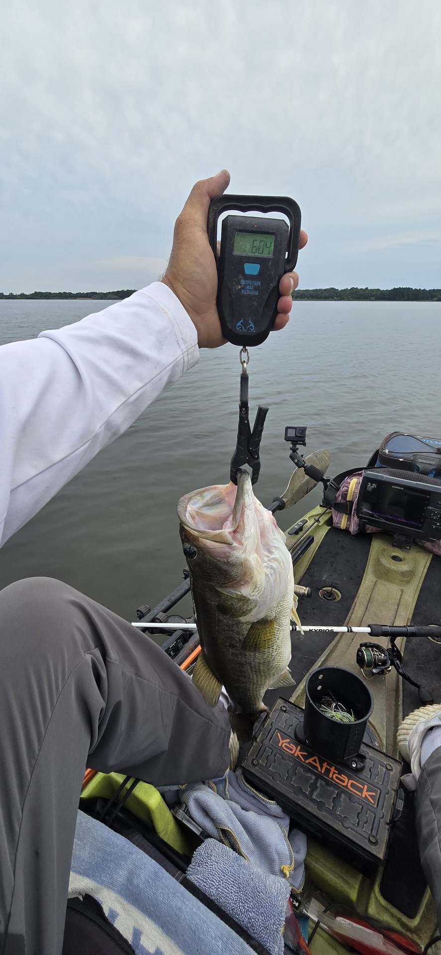 Largemouth Bass