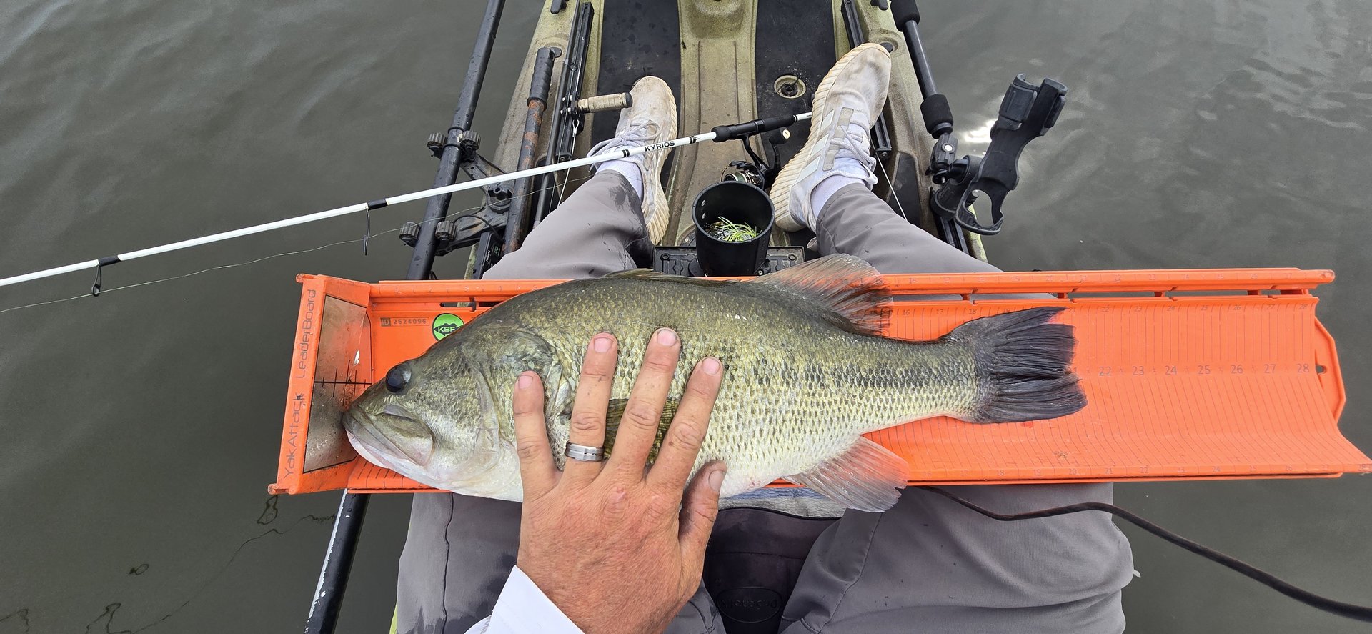 Largemouth Bass