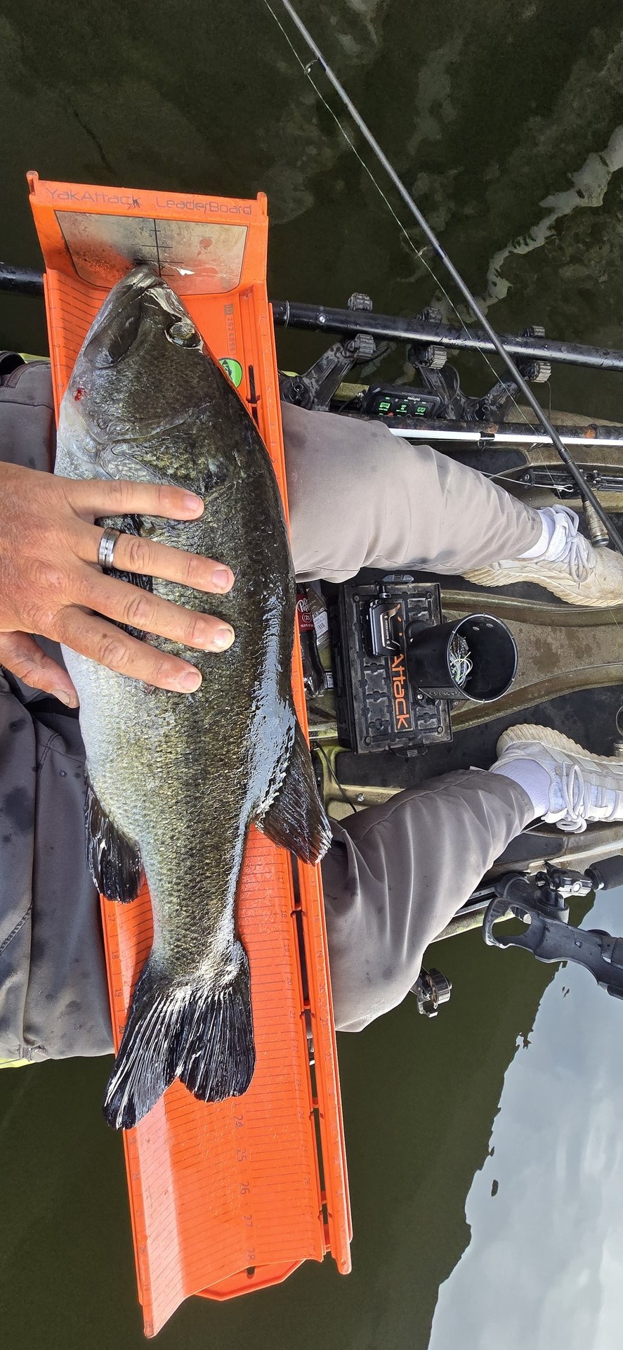 Largemouth Bass
