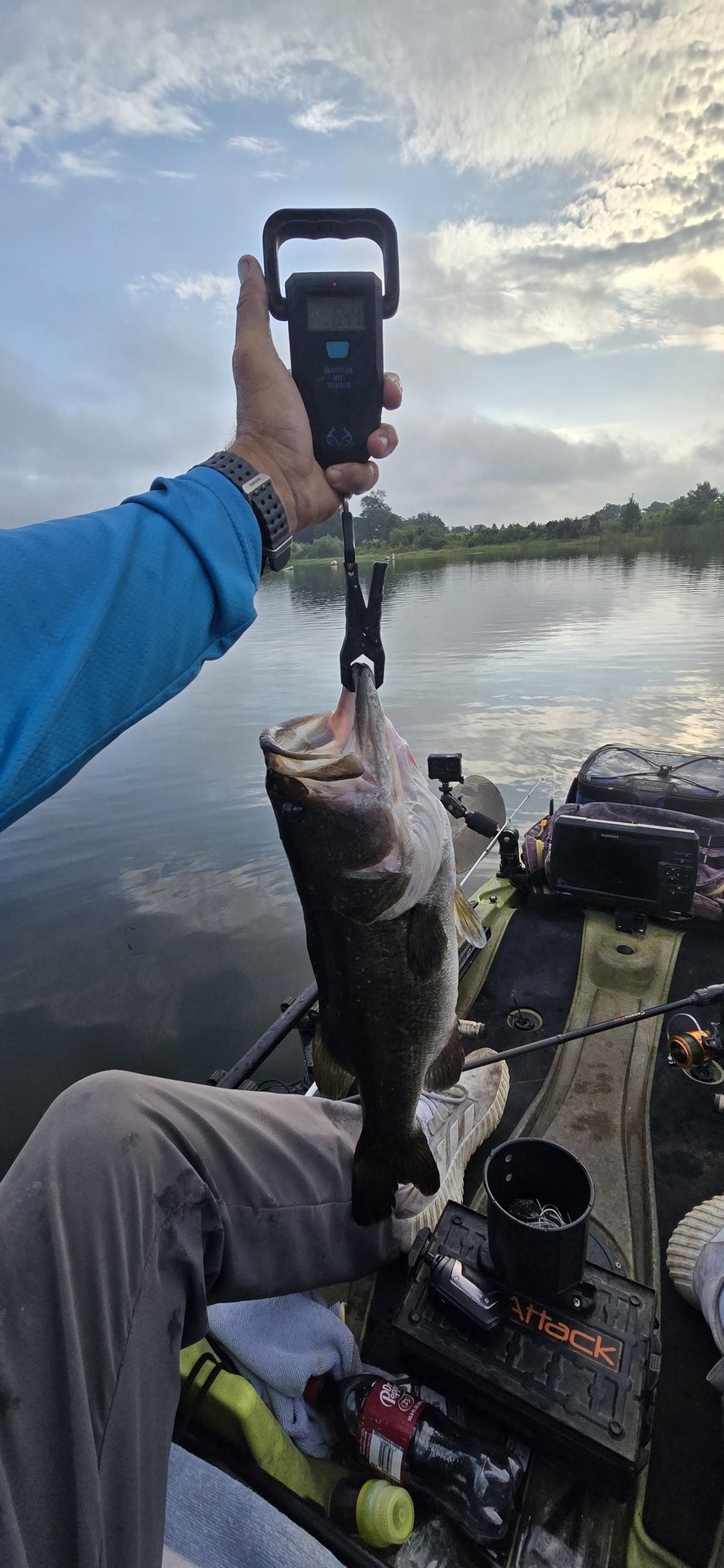 Largemouth Bass