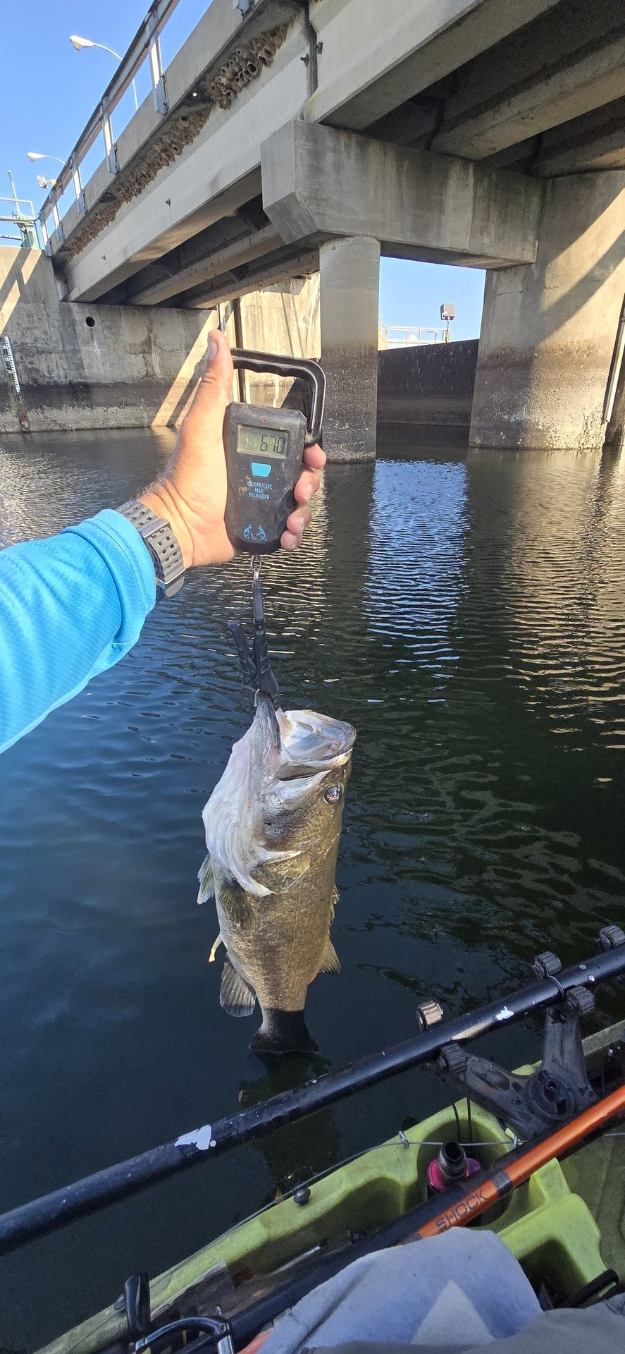 Largemouth Bass