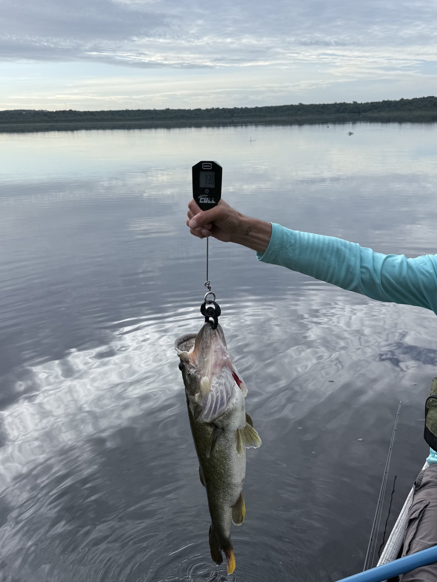 Largemouth Bass