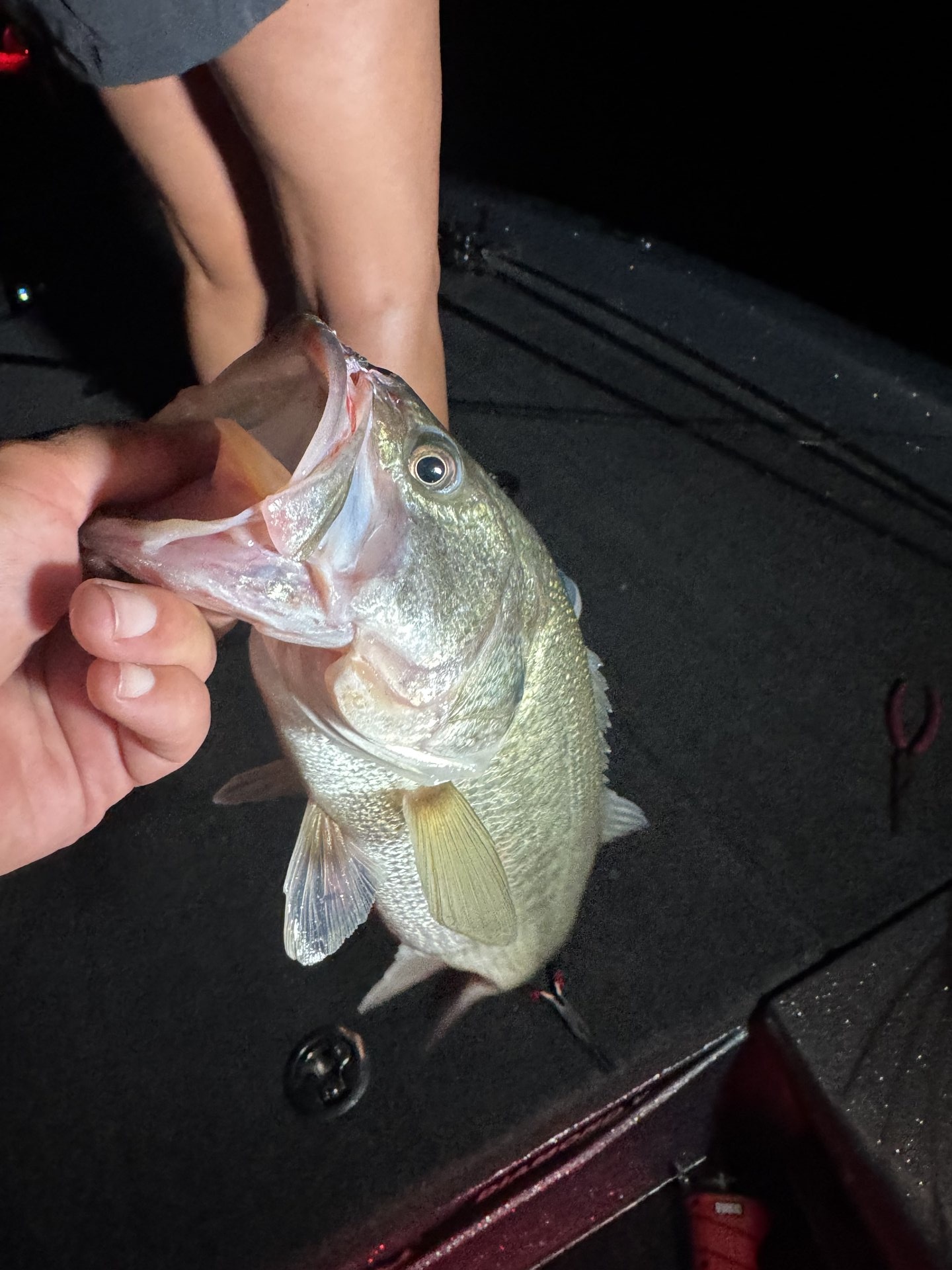 Largemouth Bass