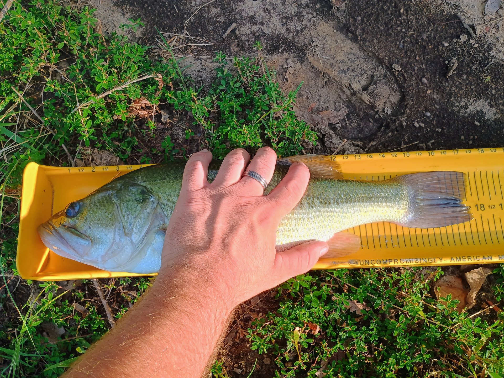 Largemouth Bass catch photo 3