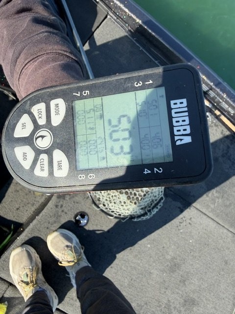 Largemouth Bass catch photo 2