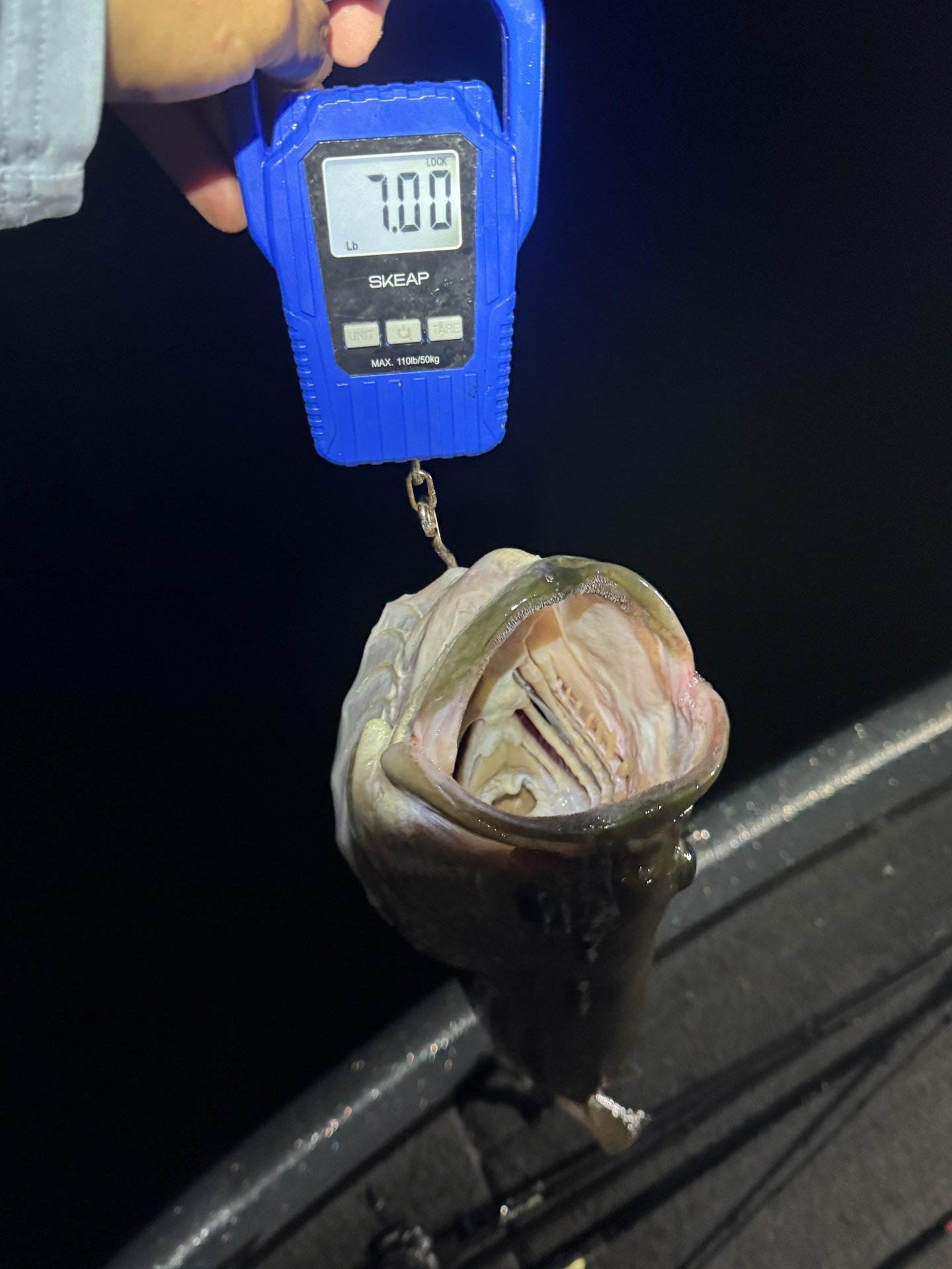 Largemouth Bass