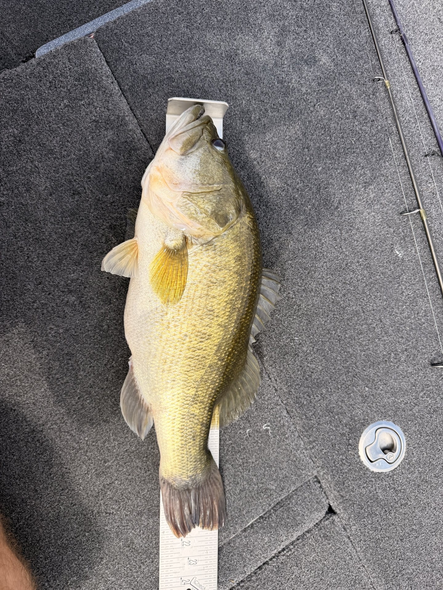 Largemouth Bass