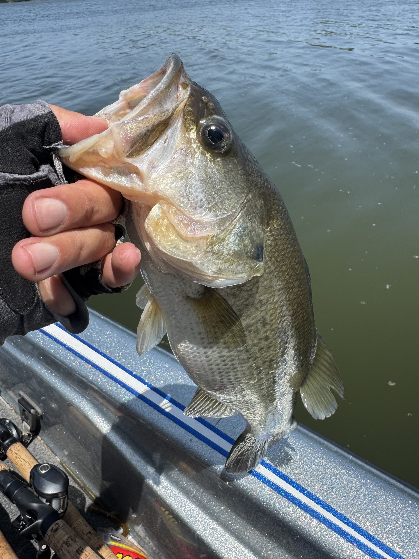 Largemouth Bass catch photo 1