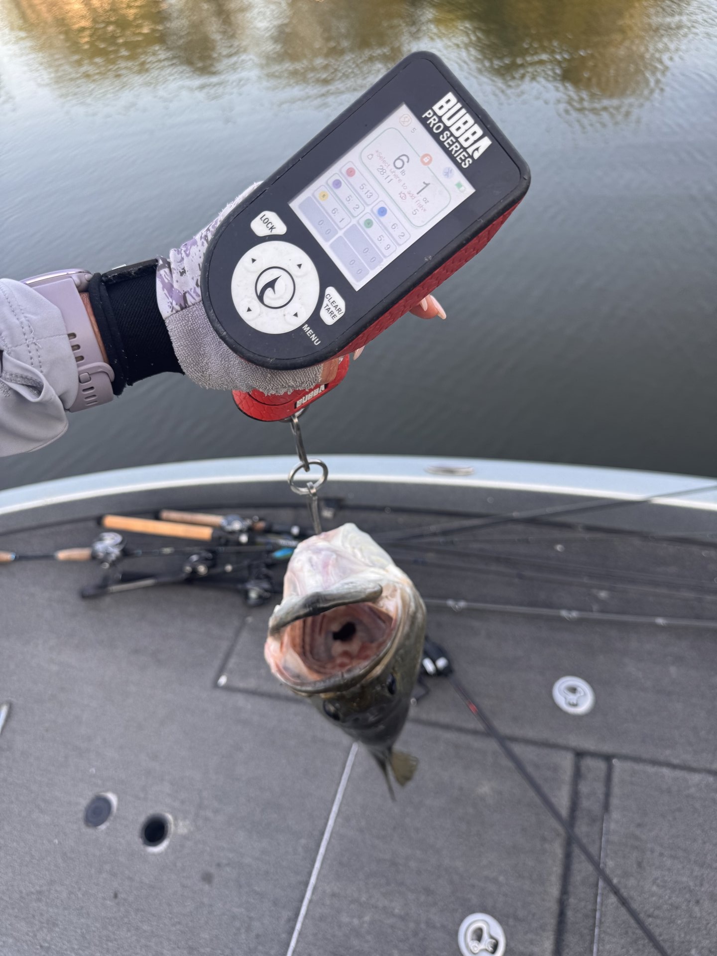 Largemouth Bass