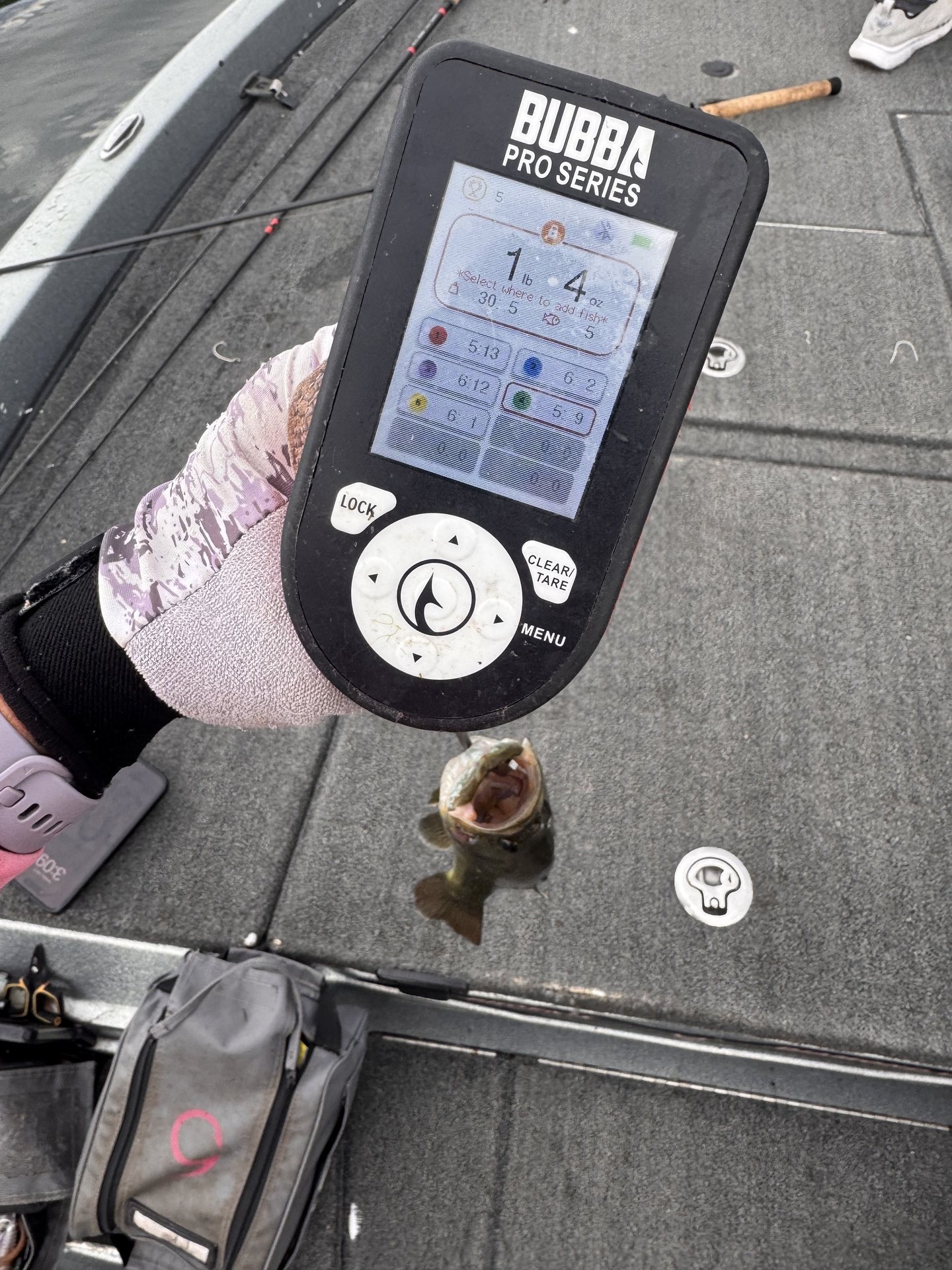 Tammy Kimmel · Fish on Scale