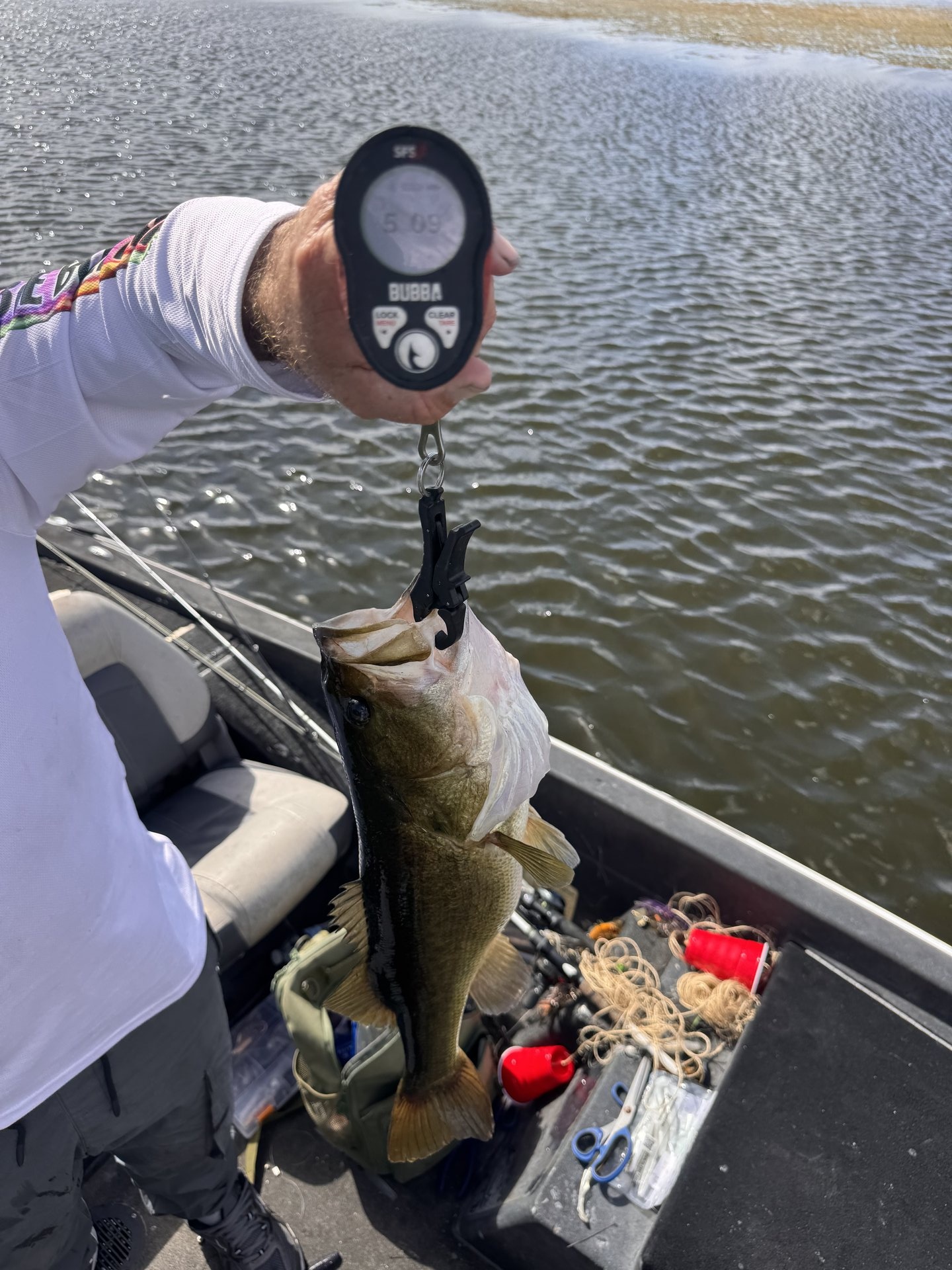 Largemouth Bass