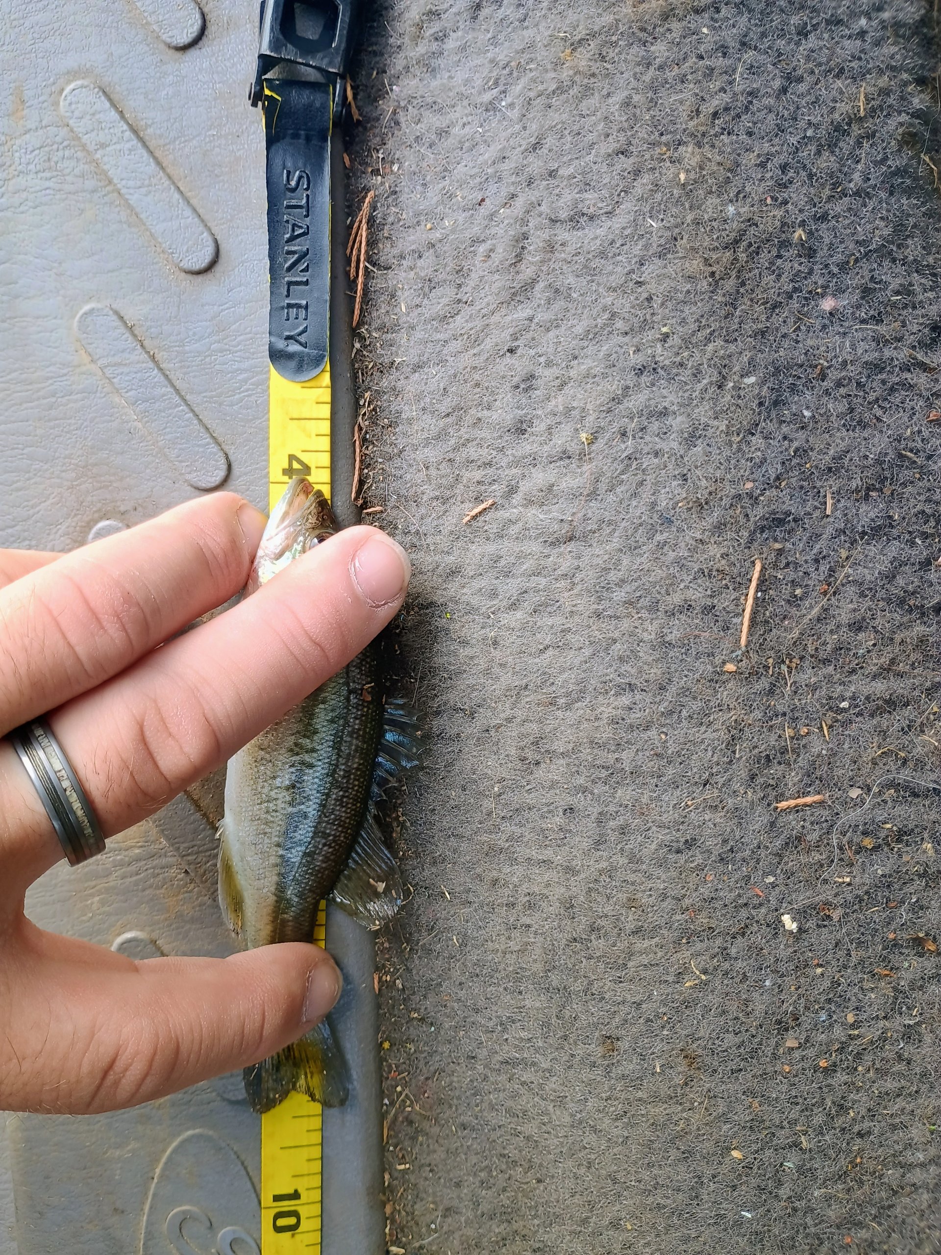 Largemouth Bass