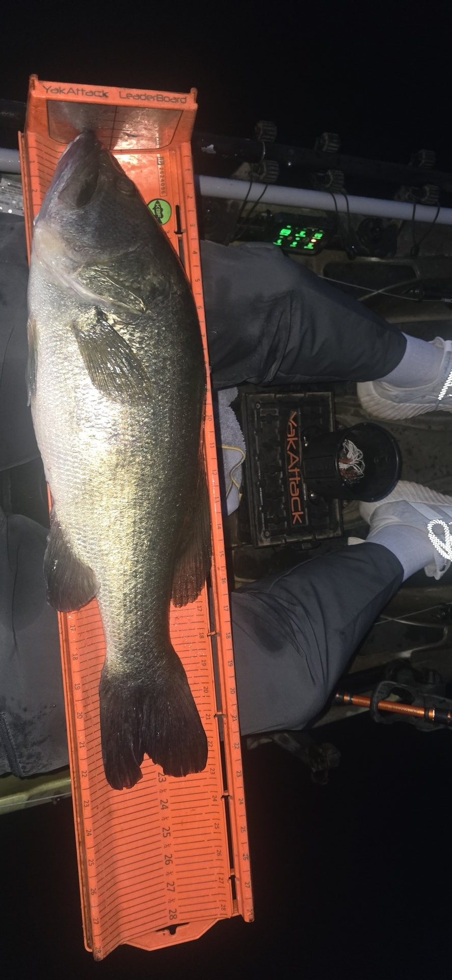 Largemouth Bass