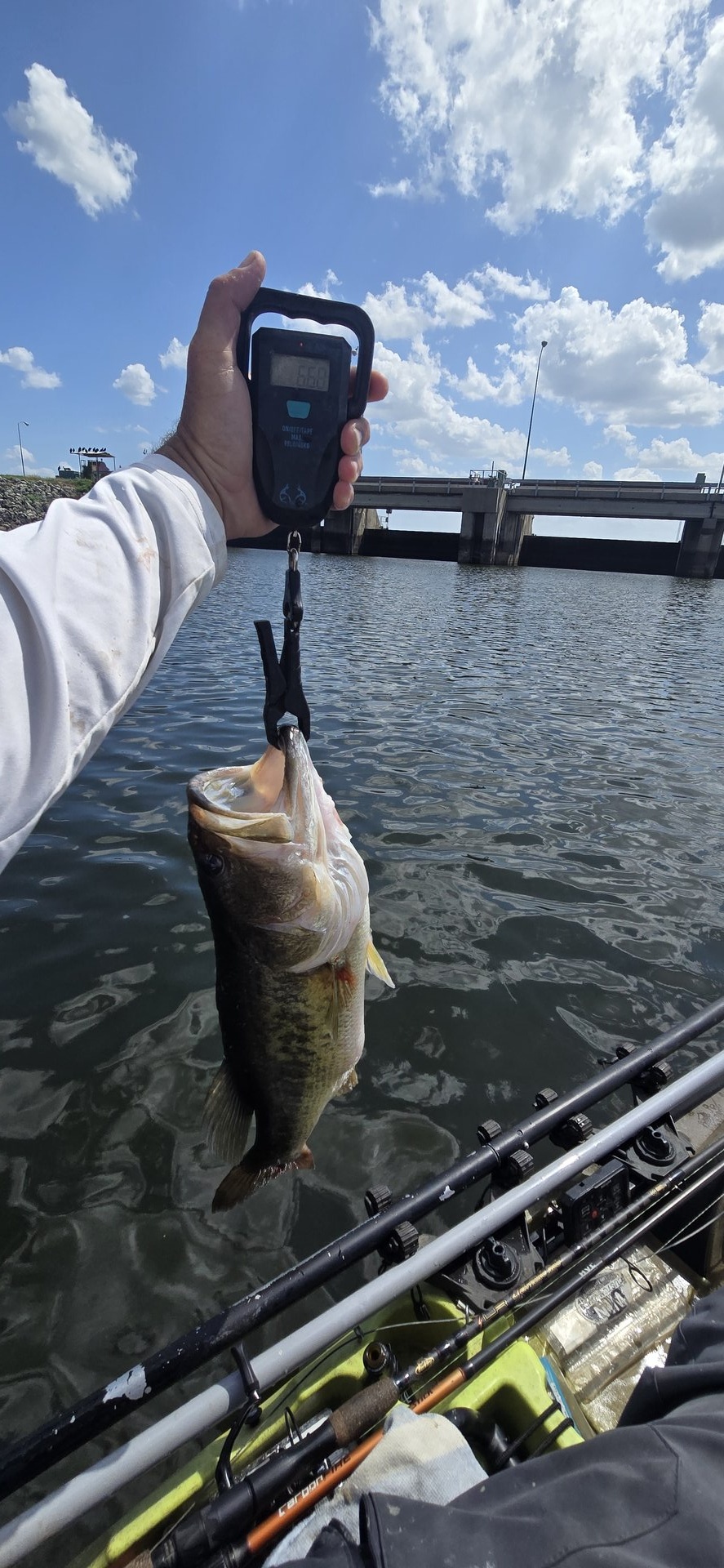 Largemouth Bass
