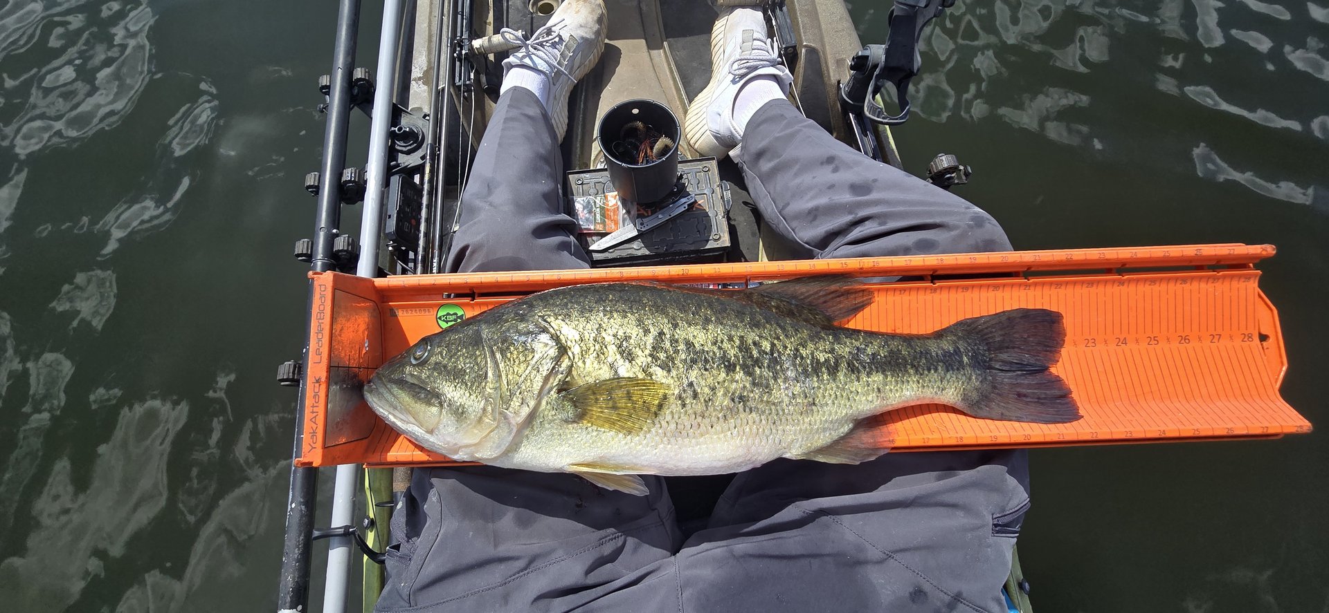 Largemouth Bass