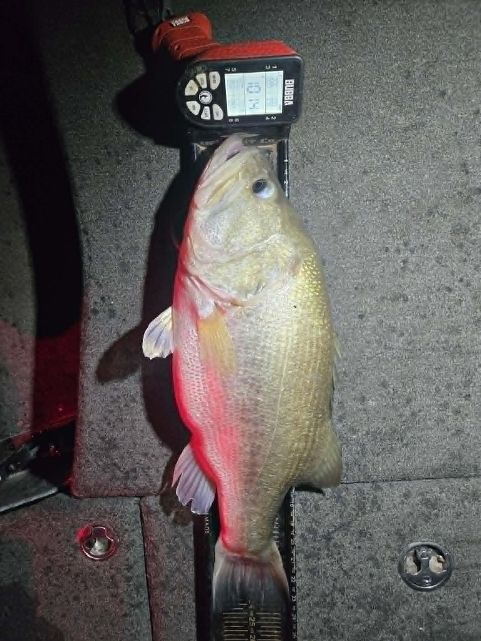 Largemouth Bass