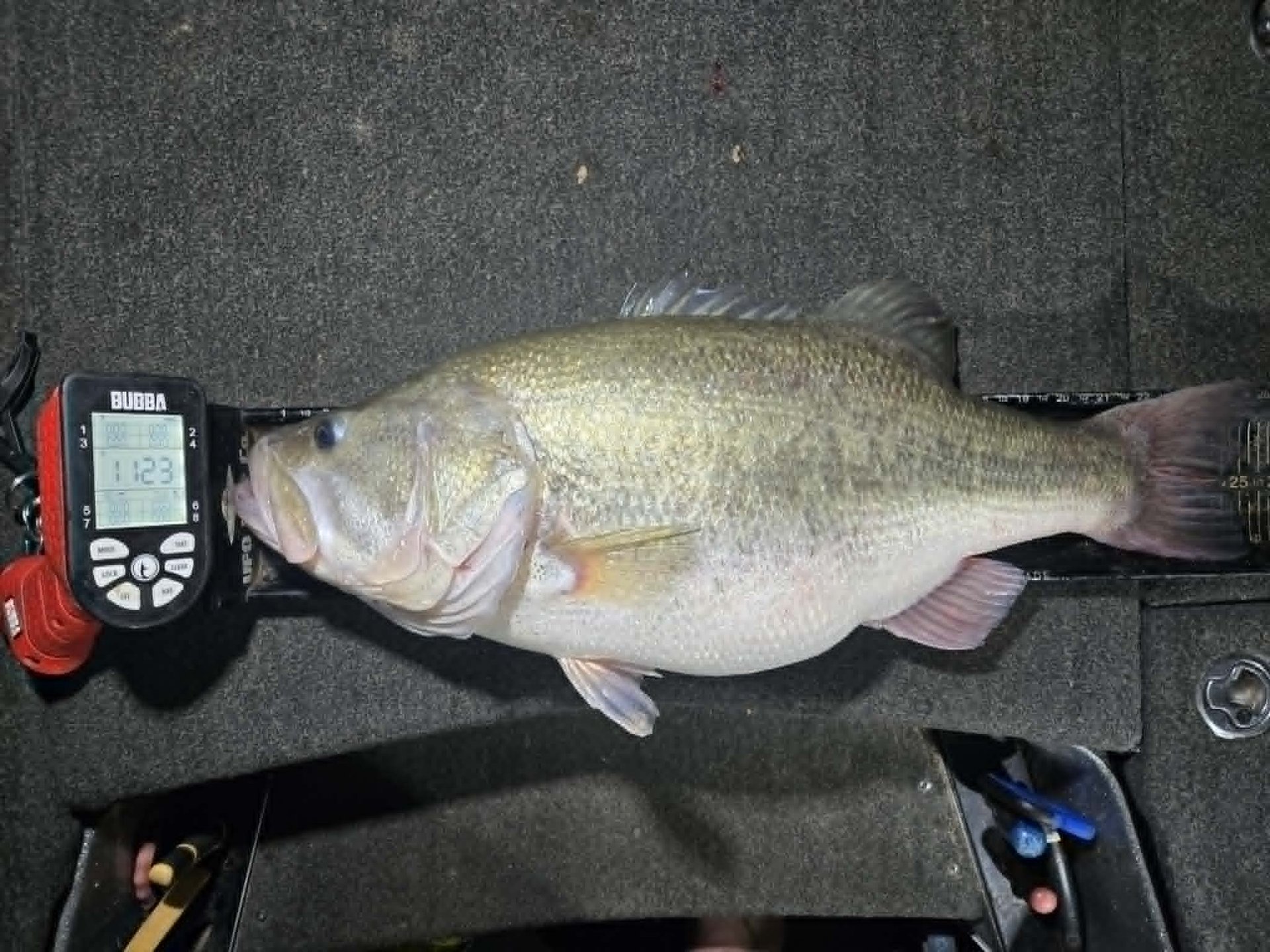 Largemouth Bass