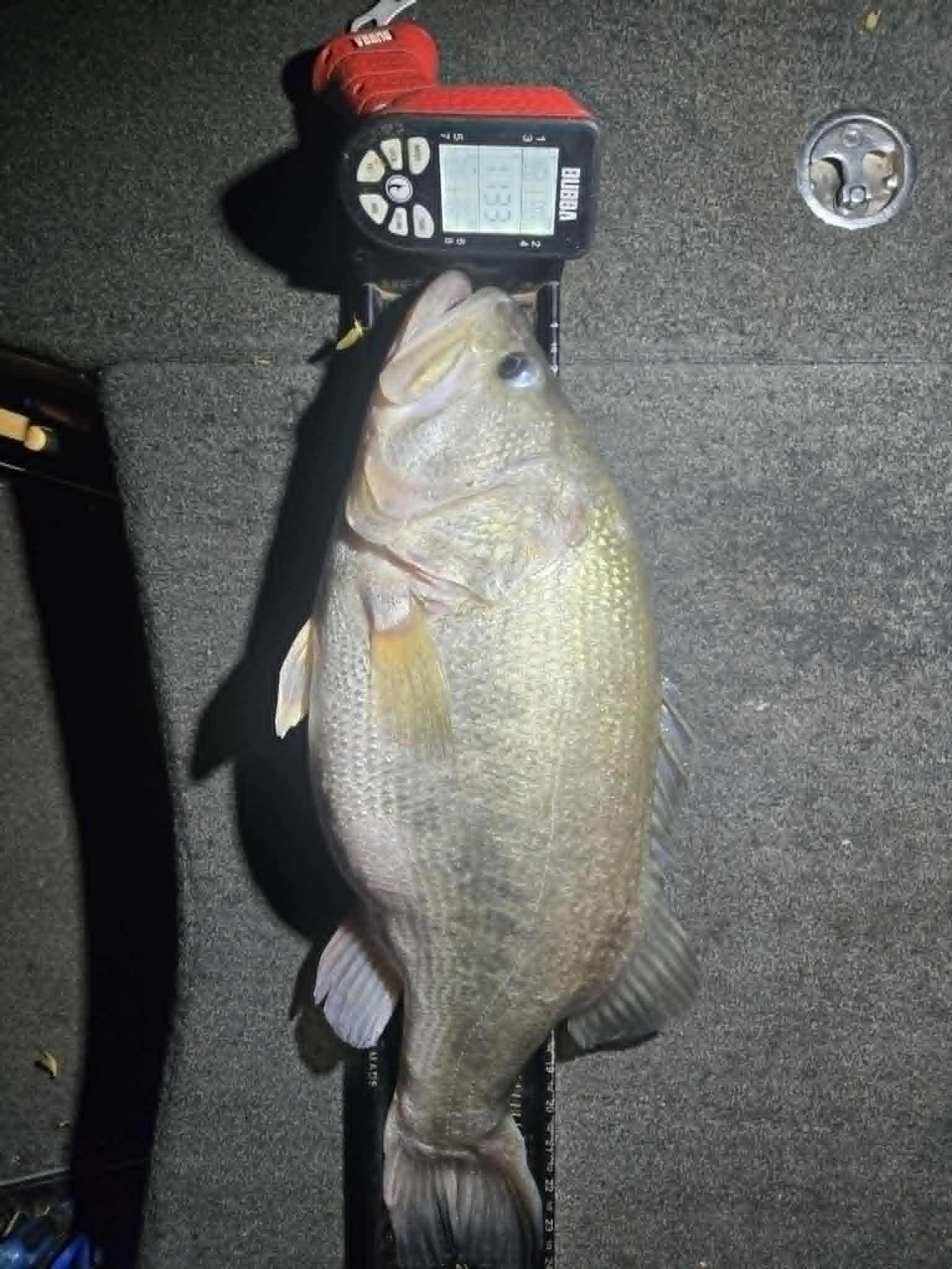Largemouth Bass